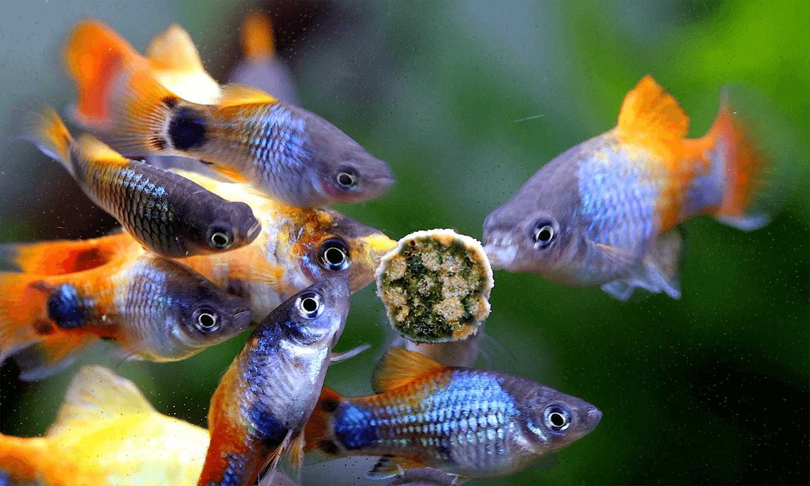 NatureHolic NipTabs Green Complete - Hafttabletten Aquarium NatureHolic NipTabs Green Complete - Hafttabletten Aquarium