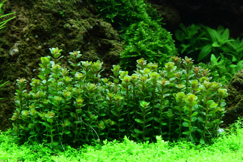 Rotala indica 'Bonsai' -  Kleine Rotala - in Vitro