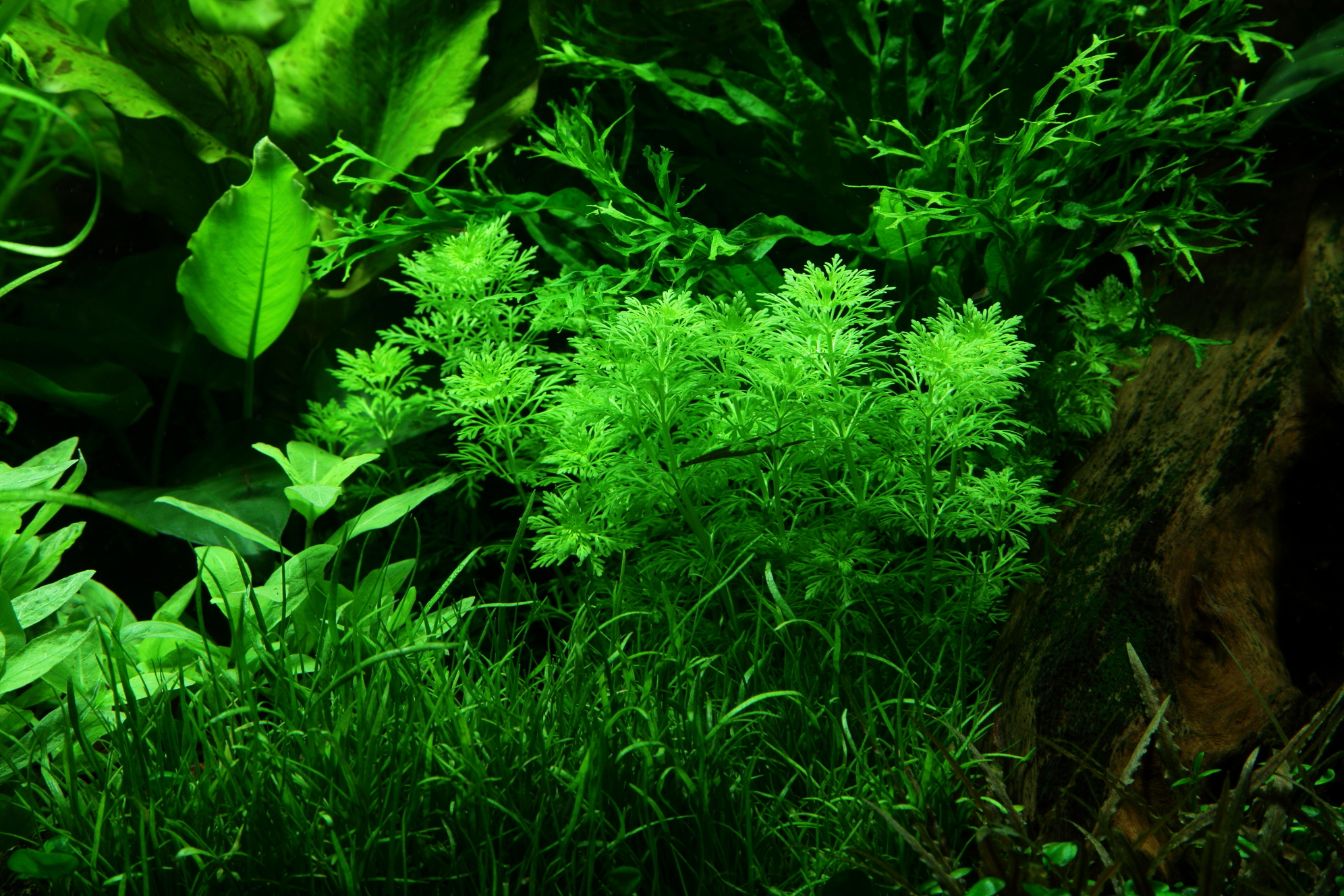 Limnophila sessiliflora - kleine Ambulia - Topf in Einzelverpackung