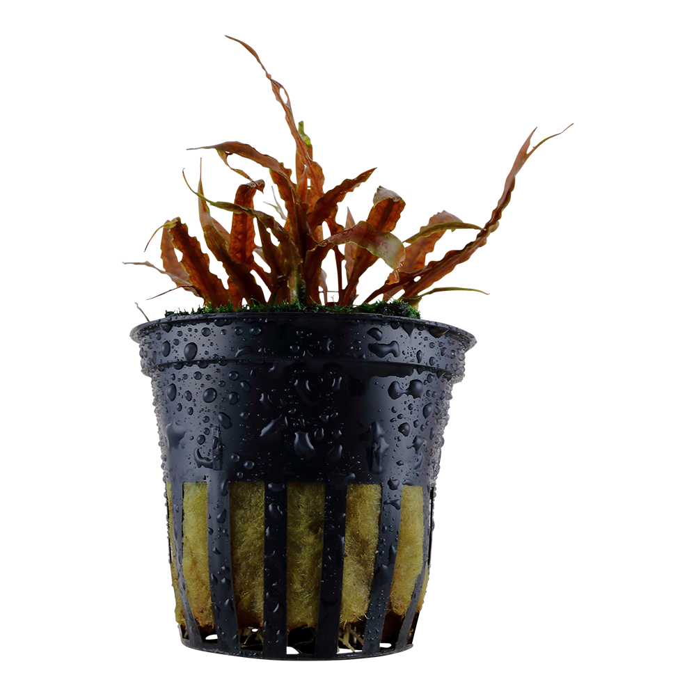 Cryptocoryne albida 'Brown' - Brauner Wasserkelch - im Topf Cryptocoryne albida 'Brown' - Brauner Wasserkelch - im Topf