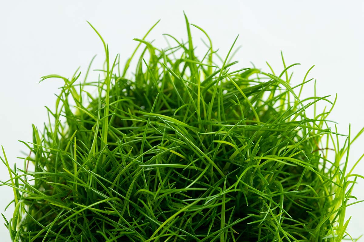 Tropica - Eleocharis acicularis - Nadelsims - in Vitro Tropica - Eleocharis acicularis - Nadelsims - in Vitro