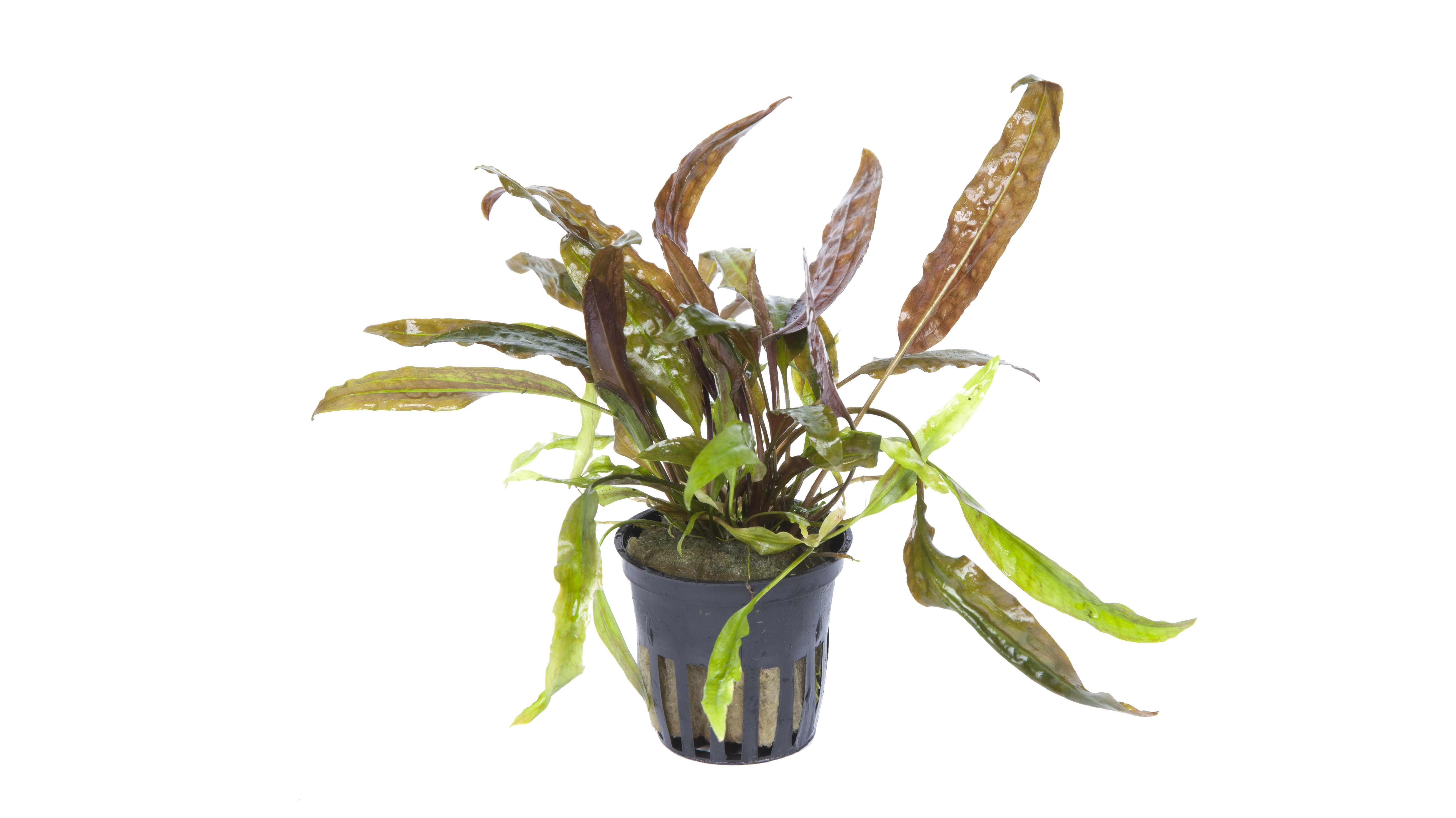 Tropica - Cryptocoryne usteriana - Riesen-Wasserkelch - im Topf Tropica - Cryptocoryne usteriana - Riesen-Wasserkelch - im Topf