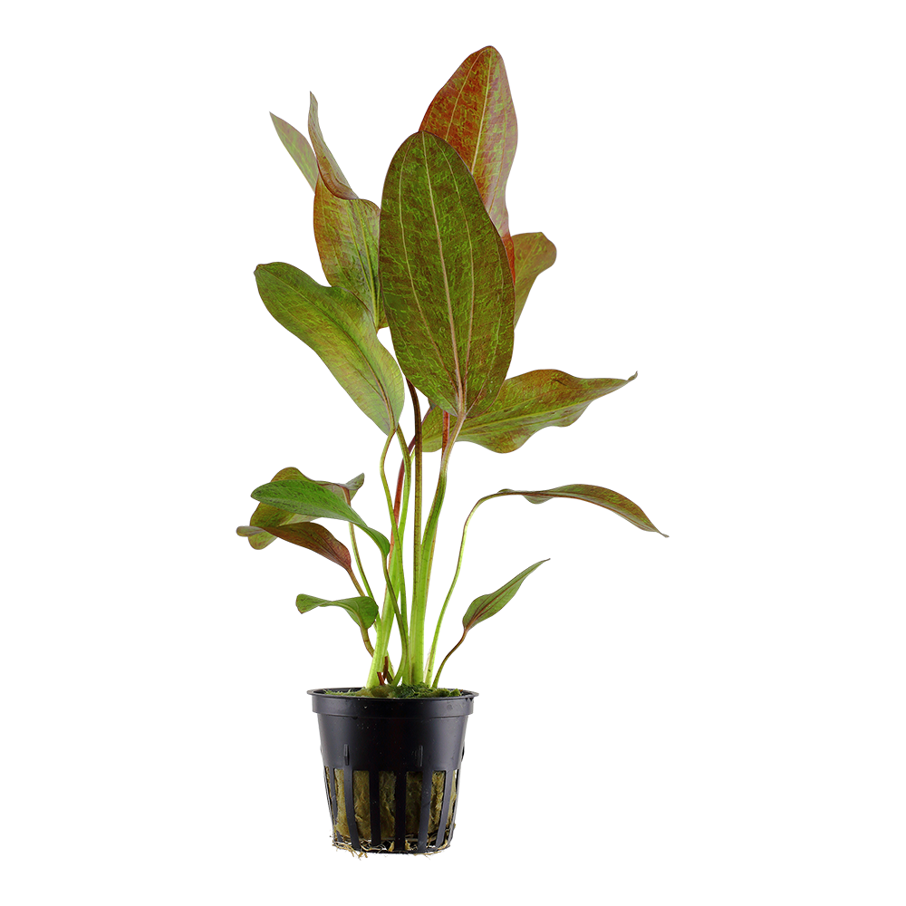 Echinodorus 'Ozelot' - Ozelot-Schwertpflanze - im Topf Echinodorus 'Ozelot' - Ozelot-Schwertpflanze - im Topf