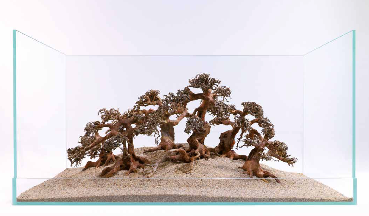 Aqua-Bonsai Aquarium Bonsai Baum S (15-20cm) Aqua-Bonsai Aquarium Bonsai Baum S (15-20cm)