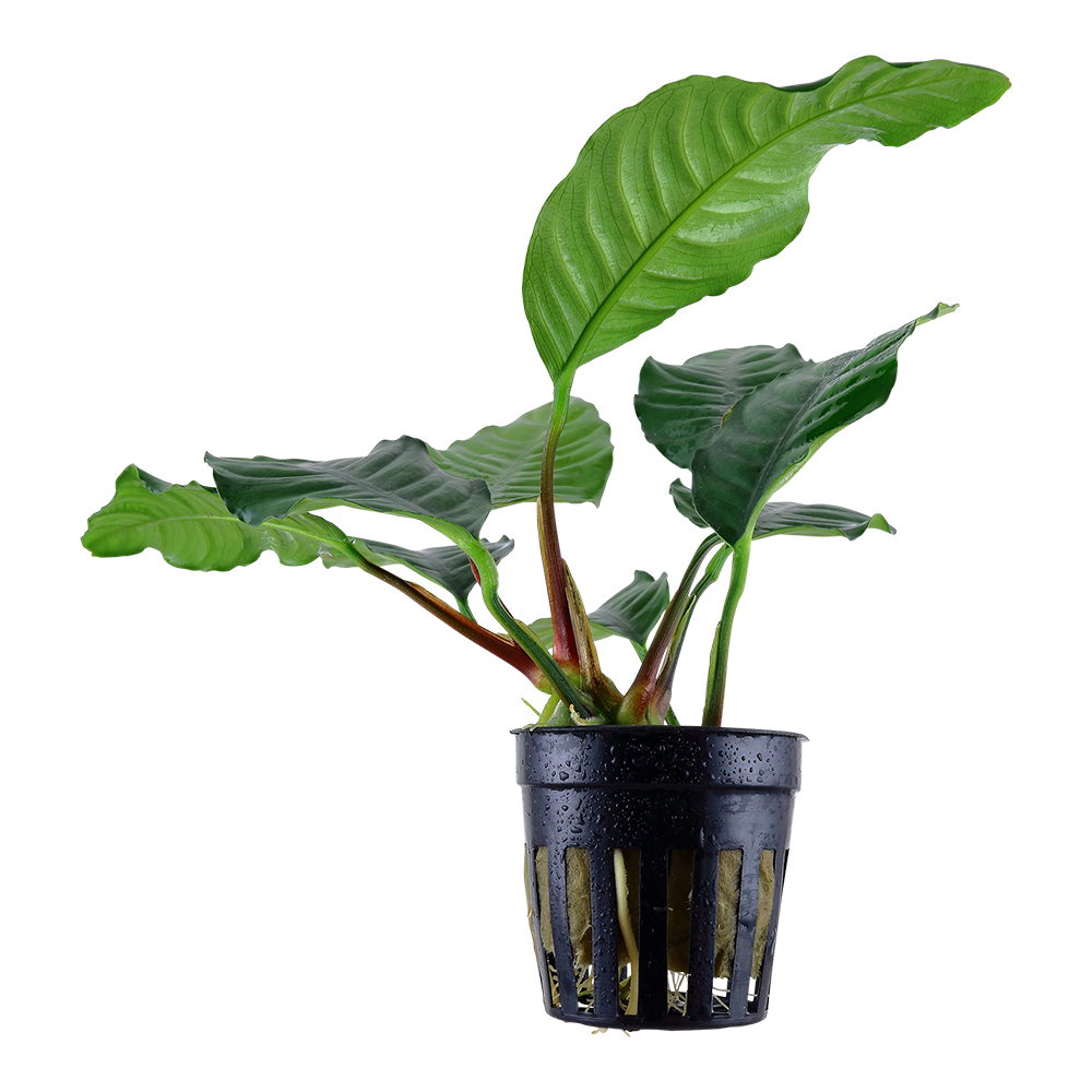Tropica - Anubias barteri 'Coffeifolia' - im Topf Tropica - Anubias barteri 'Coffeifolia' - im Topf
