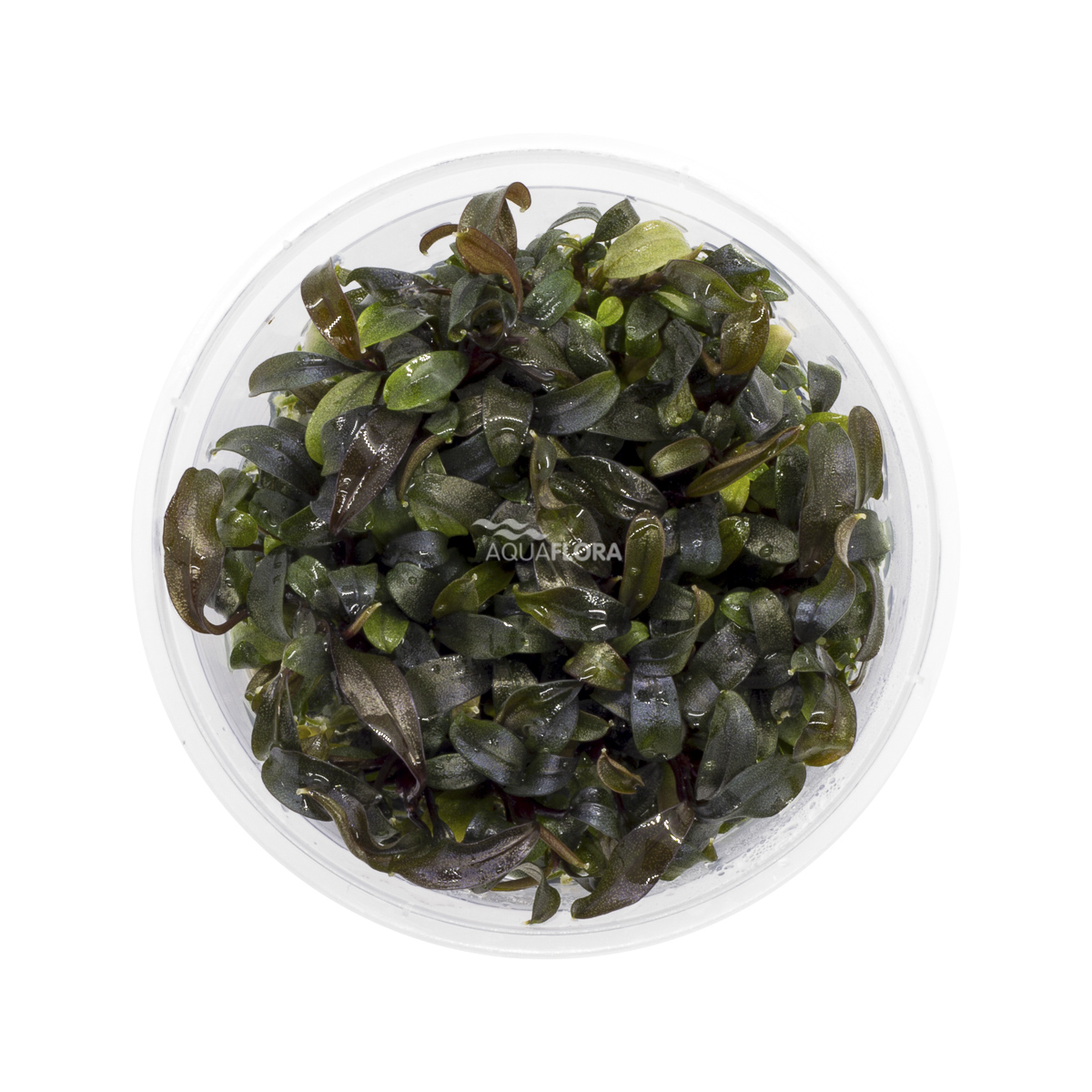 Aquaflora - Bucephalandra 'Brownie Ghost' - in Vitro