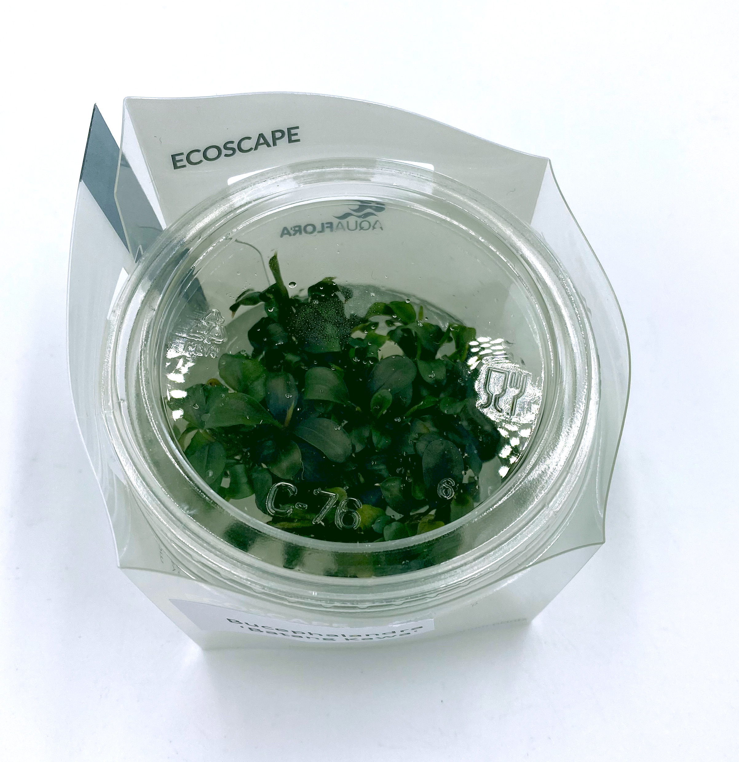 Bucephalandra 'Batang Kawa' - in Vitro Bucephalandra 'Batang Kawa' - in Vitro