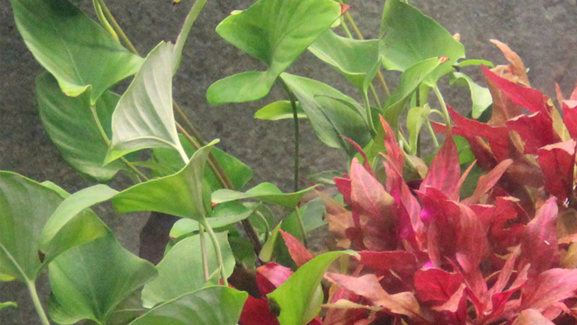 Anubias gracilis - Efeublättriges Speerblatt - im Topf Anubias gracilis - Efeublättriges Speerblatt - im Topf