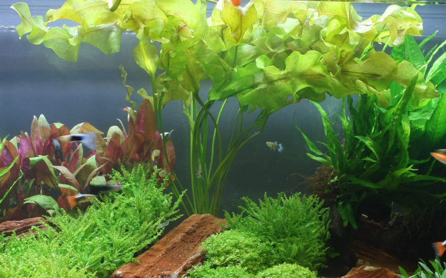 Tropica Aponogeton ulvaceus - Meersalatähnliche Wasserähre - Knolle