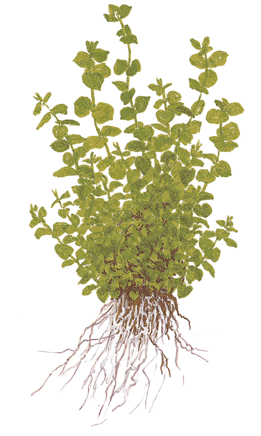 Micranthemum umbrosum - Rundblättriges Perlenkraut - im Topf