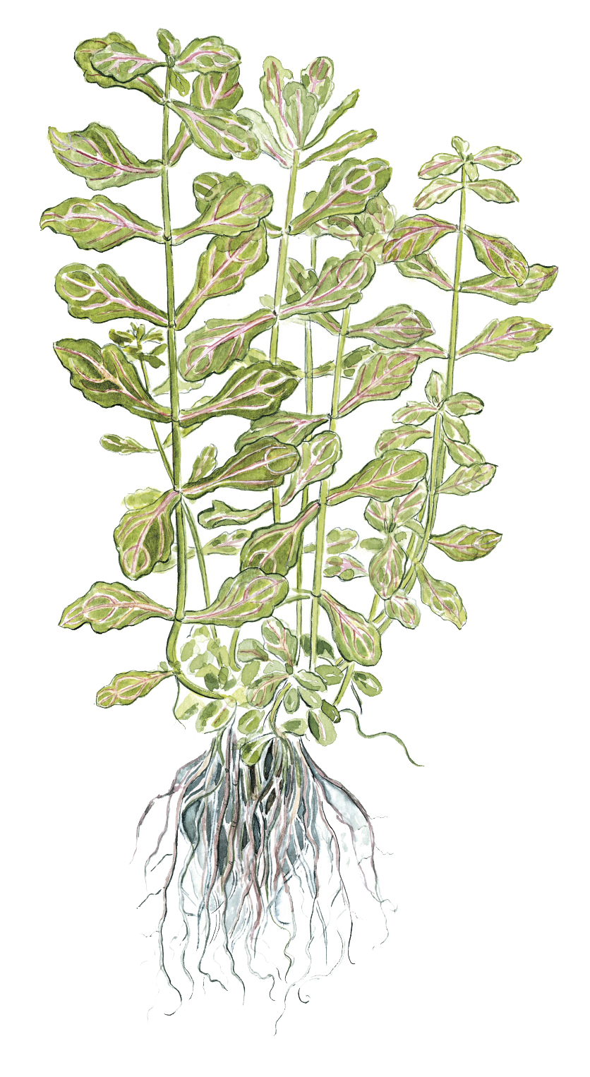 Tropica - Shinnersia rivularis 'Weiss-Grün' - Mexikanisches Eichenblatt - im Topf