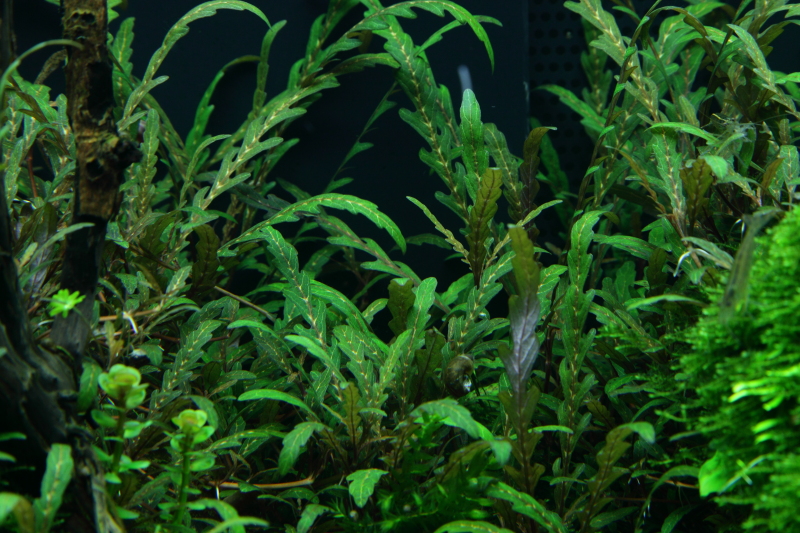 Hygrophila pinnatifida - Fiederspaltiger Wasserfreund - in Vitro