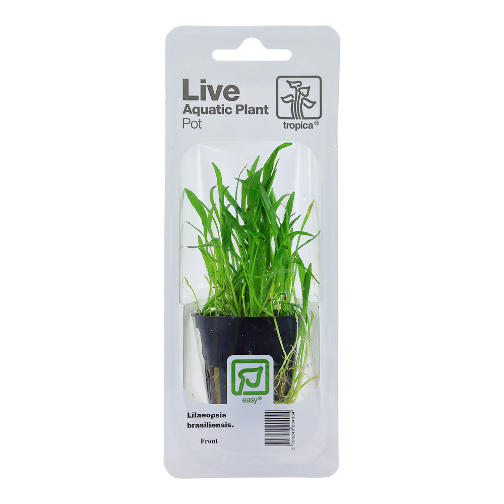 Tropica - Lilaeopsis brasiliensis - Brasilianische Graspflanze - im Topf in Einzelverpackung Tropica - Lilaeopsis brasiliensis - Brasilianische Graspflanze - im Topf in Einzelverpackung