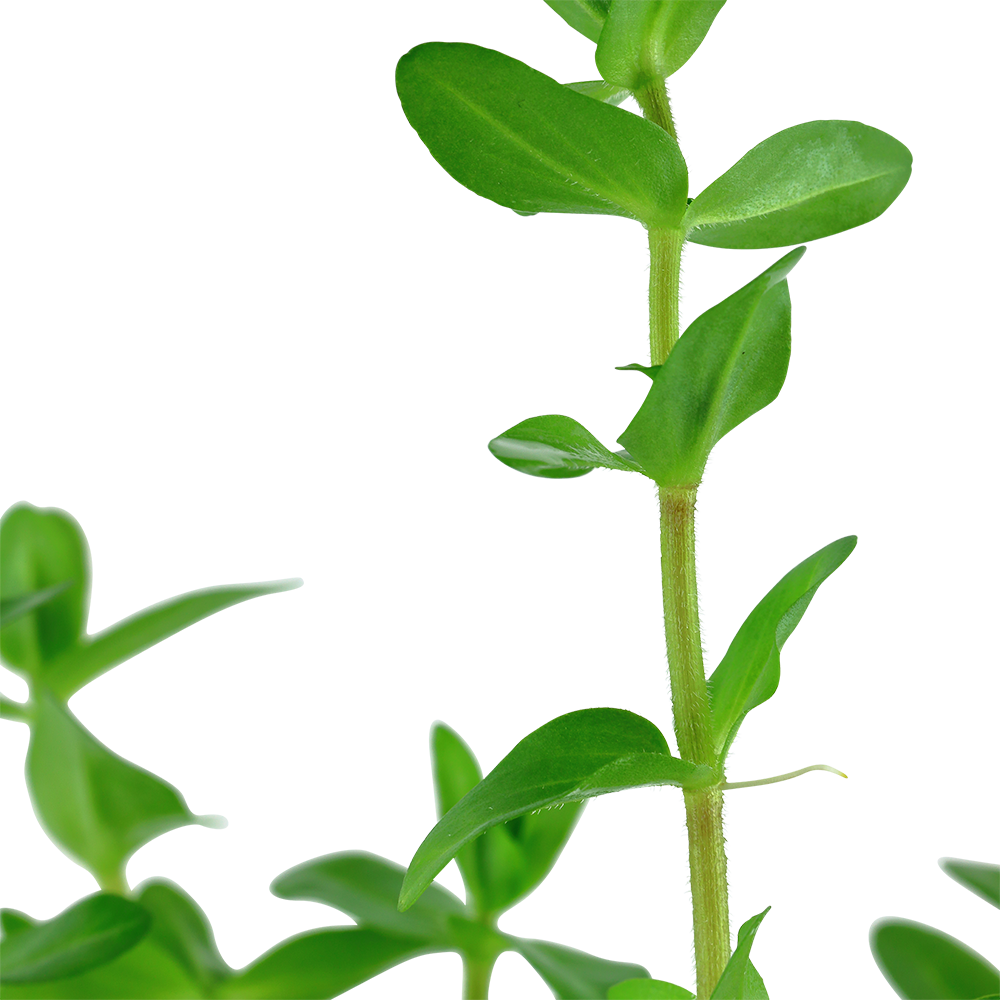 Bacopa caroliniana - Großes Fettblatt - im Topf Bacopa caroliniana - Großes Fettblatt - im Topf