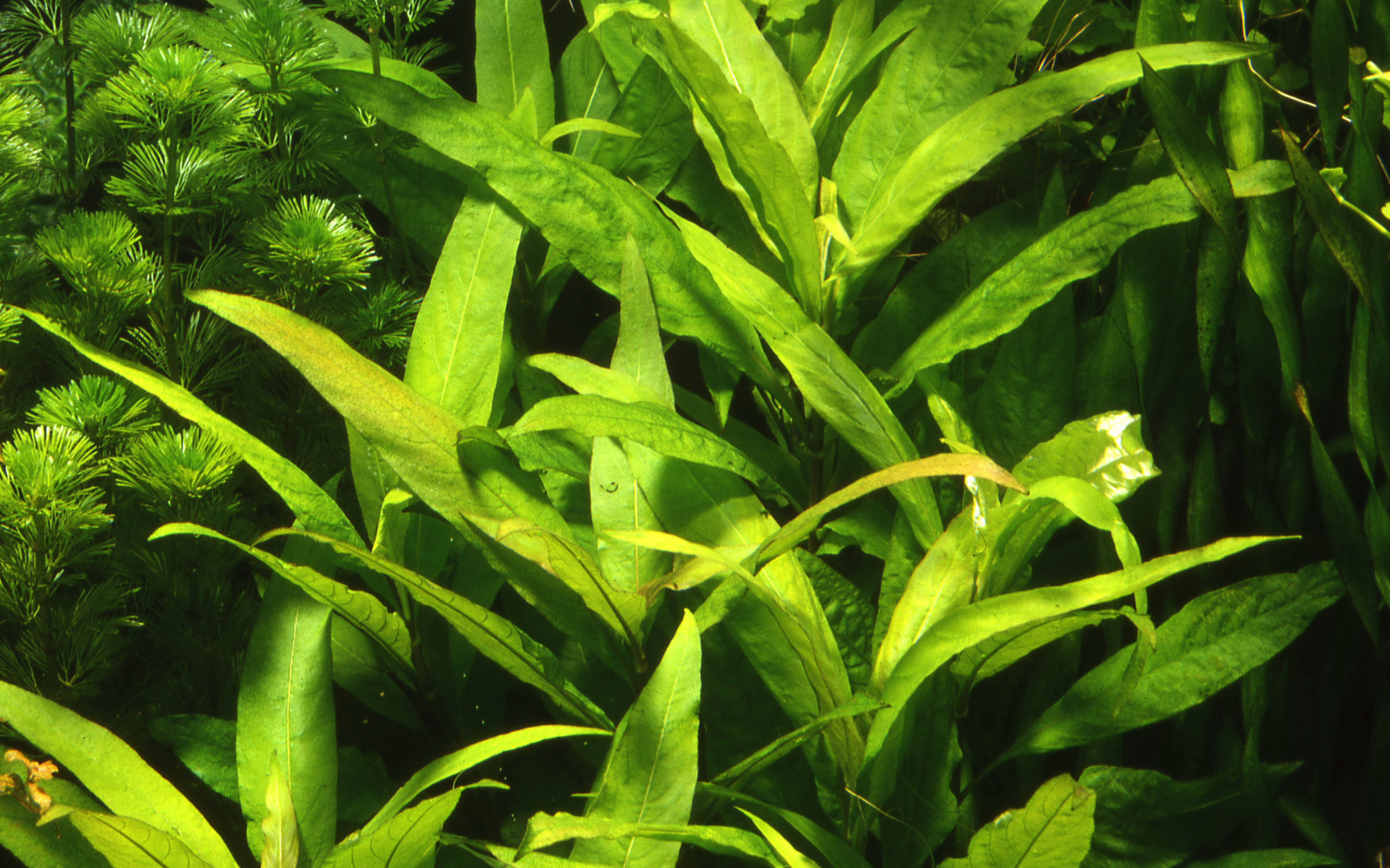 Hygrophila corymbosa 'Siamensis' - Riesen Wasserfreund - Mutterpflanze im XL Topf