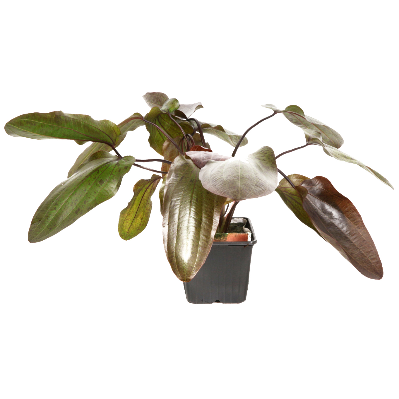 Echinodorus 'Ozelot' - Ozelot-Schwertpflanze - Mutterpflanze im XL-Topf