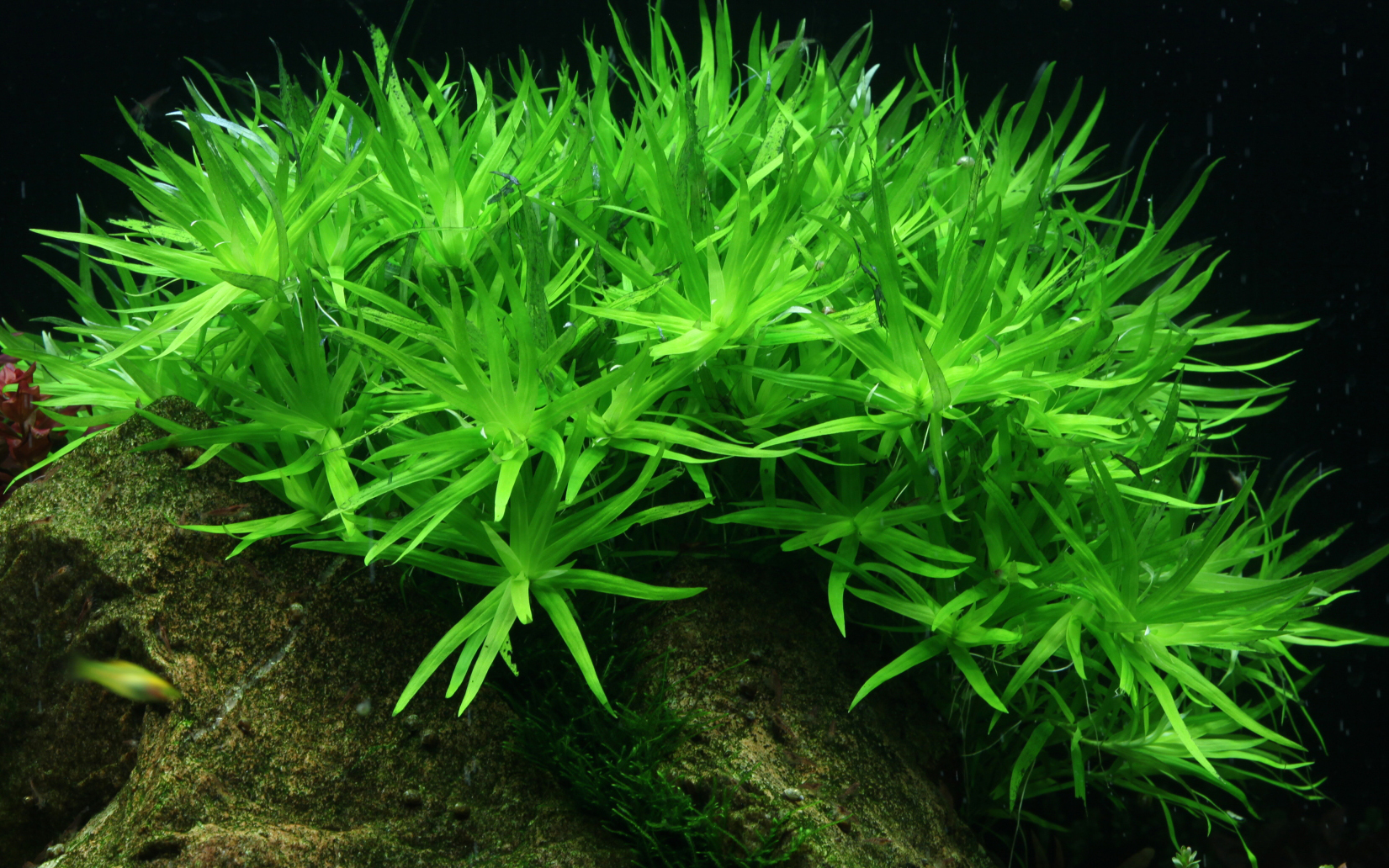 Tropica - Heteranthera zosterifolia - Seegrasblättriges Trugkölbchen - in Vitro