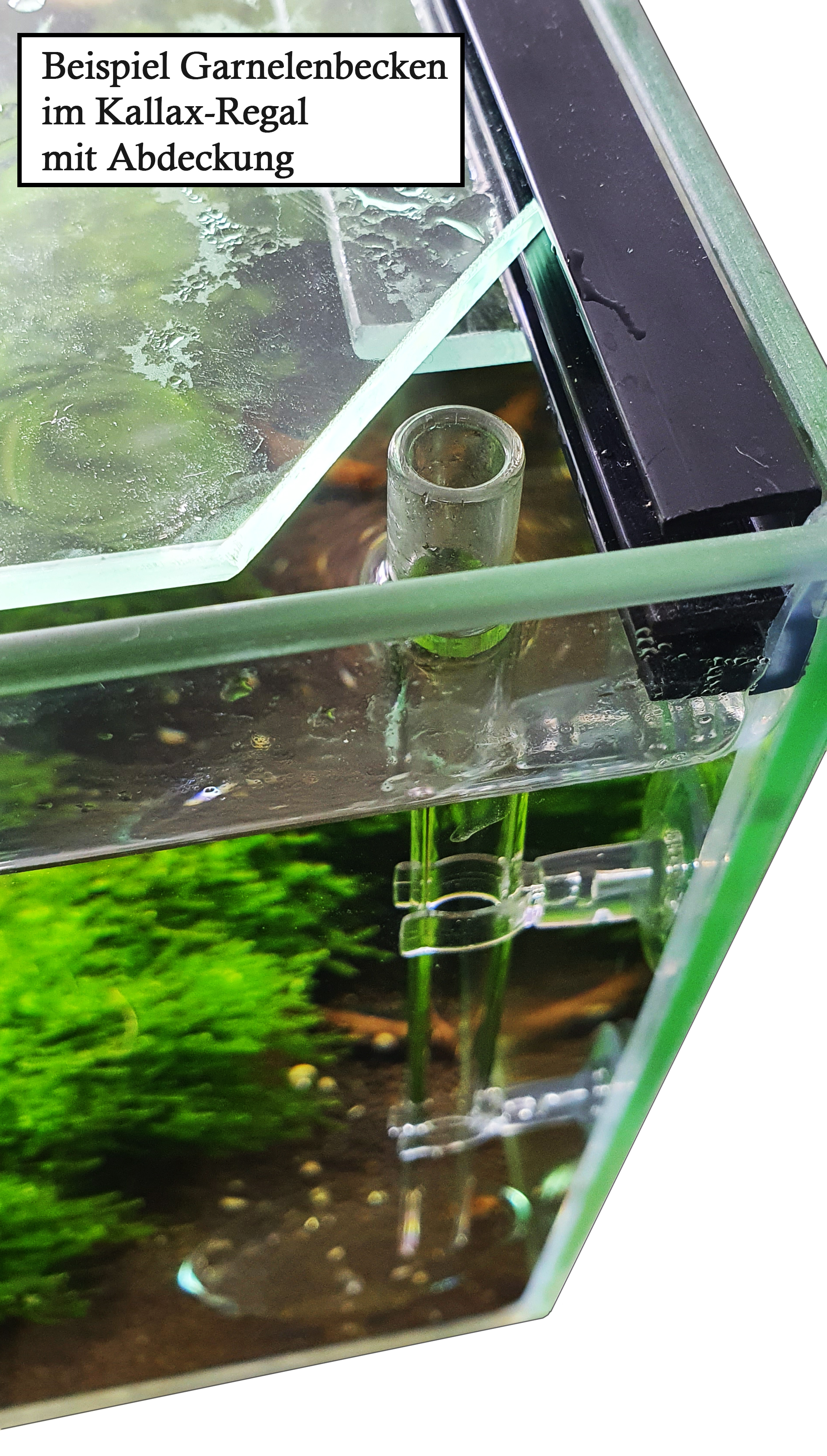 GARNELEN4YOU® Futterrohr-Set aus Laborglas | Rohr und Futter-Schale für Garnelenfutter  | Shrimp Feeder Tube 16 cm lang