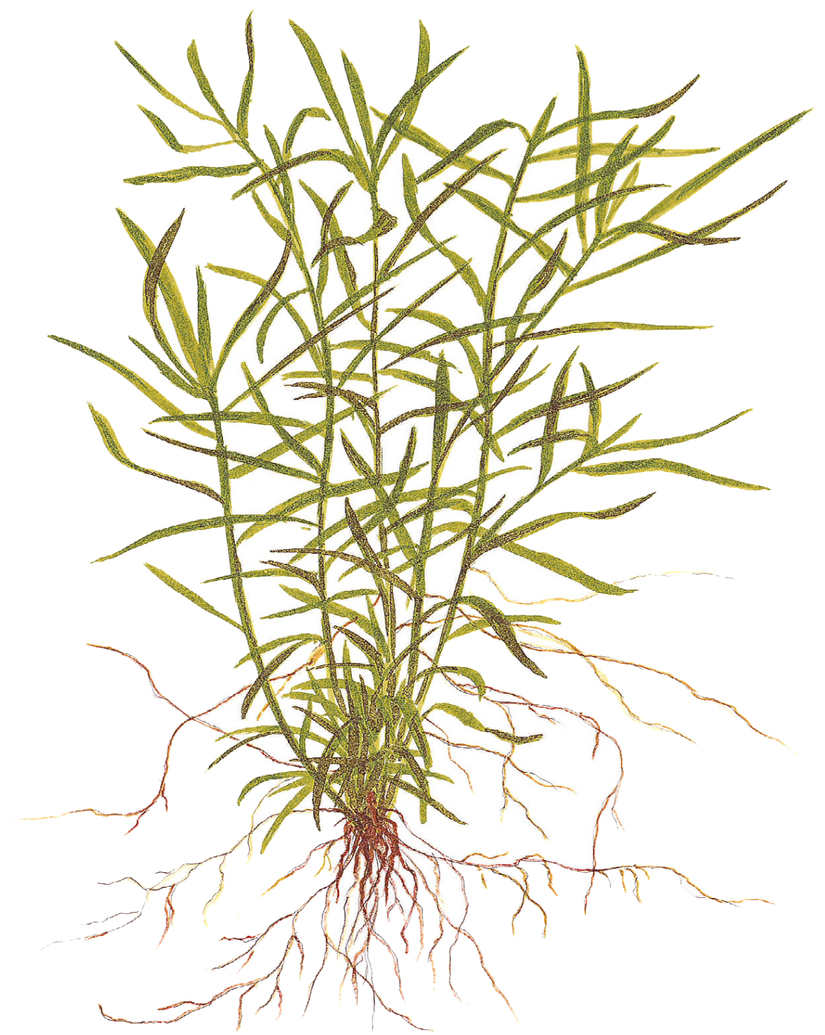 Tropica - Heteranthera zosterifolia - Seegrasblättriges Trugkölbchen - in Vitro