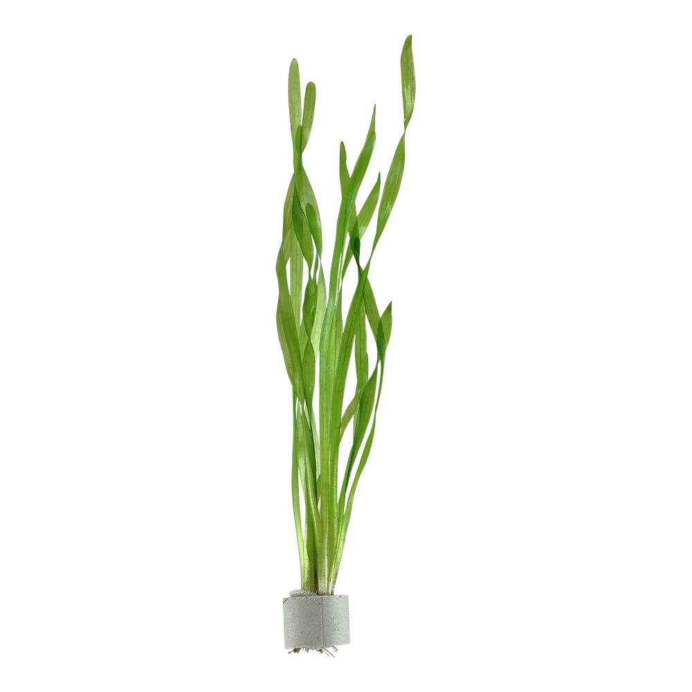 Tropica - Vallisneria americana 'Asiatica' - Bundpflanze Tropica - Vallisneria americana 'Asiatica' - Bundpflanze