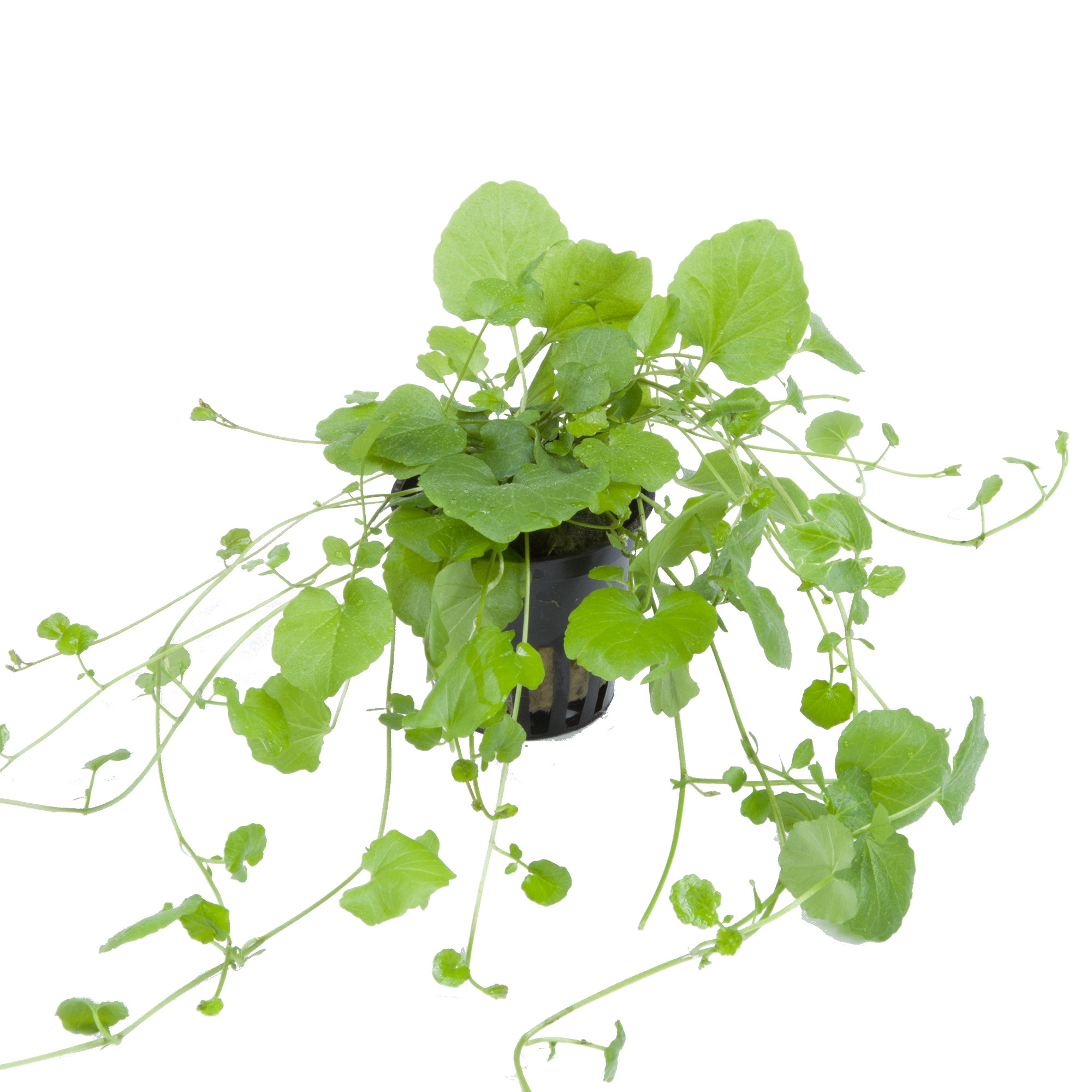 Cardamine lyrata -Japanisches Schaumkraut - im Topf Cardamine lyrata -Japanisches Schaumkraut - im Topf