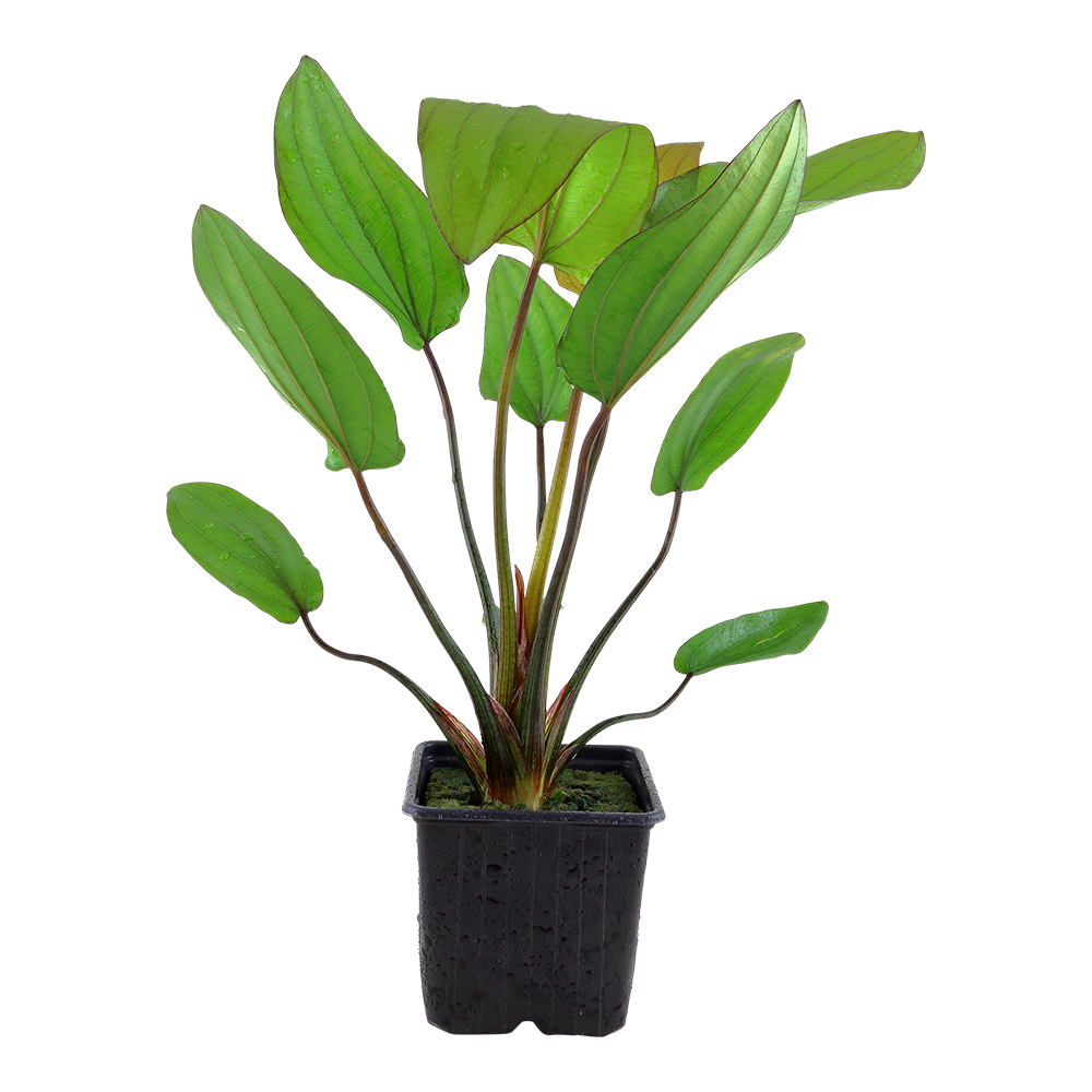 Echinodorus 'Barthii' - Barths Schwertpflanze - Mutterpflanze im XL Topf Echinodorus 'Barthii' - Barths Schwertpflanze - Mutterpflanze im XL Topf