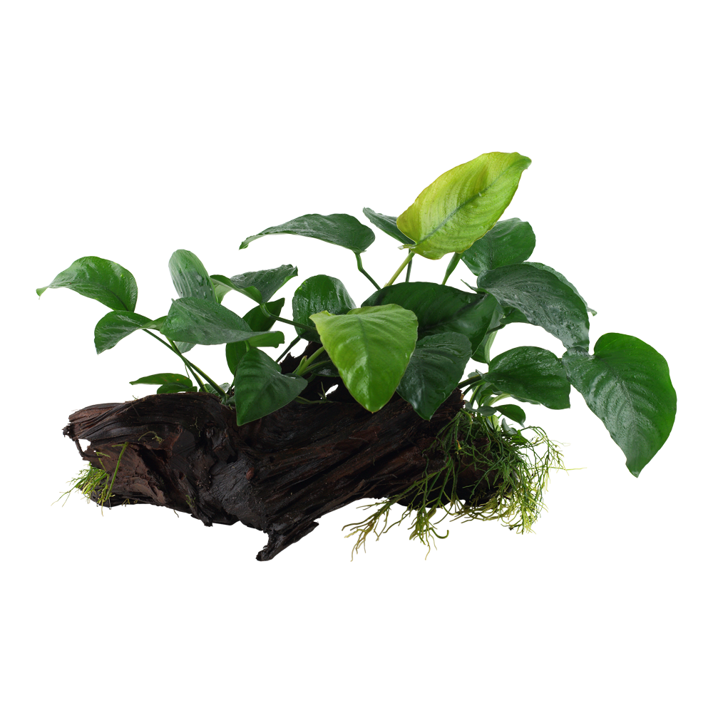 Anubias barteri sp. - Speerblatt - auf Wurzel XL Anubias barteri sp. - Speerblatt - auf Wurzel XL