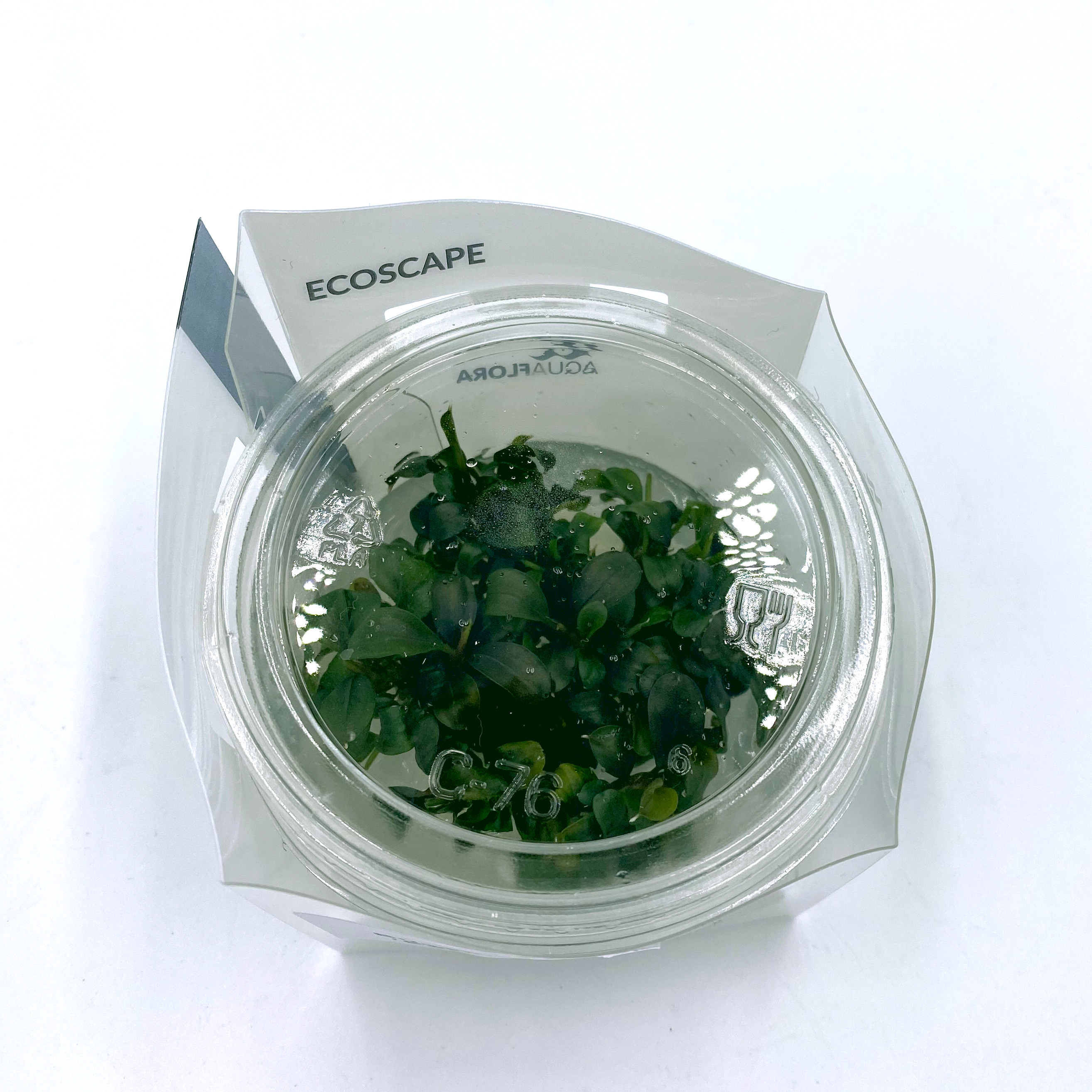 Bucephalandra 'Batang Kawa' - in Vitro Bucephalandra 'Batang Kawa' - in Vitro