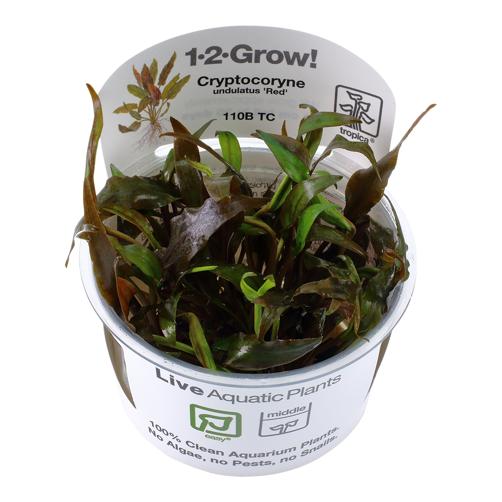 Cryptocoryne undulatus 'Red' - Roter Gewellter Wasserkelch - in Vitro Cryptocoryne undulatus 'Red' - Roter Gewellter Wasserkelch - in Vitro