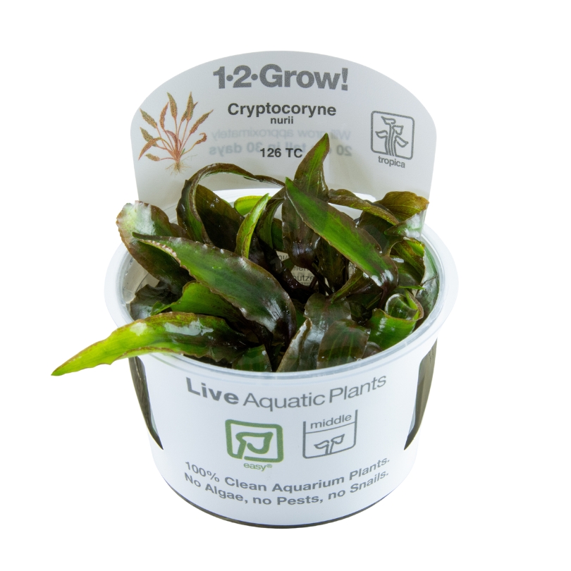 Tropica Cryptocoryne nurii var. raubensis 'Rose Maiden' 1-2-Grow! Tropica Cryptocoryne nurii var. raubensis 'Rose Maiden' 1-2-Grow!