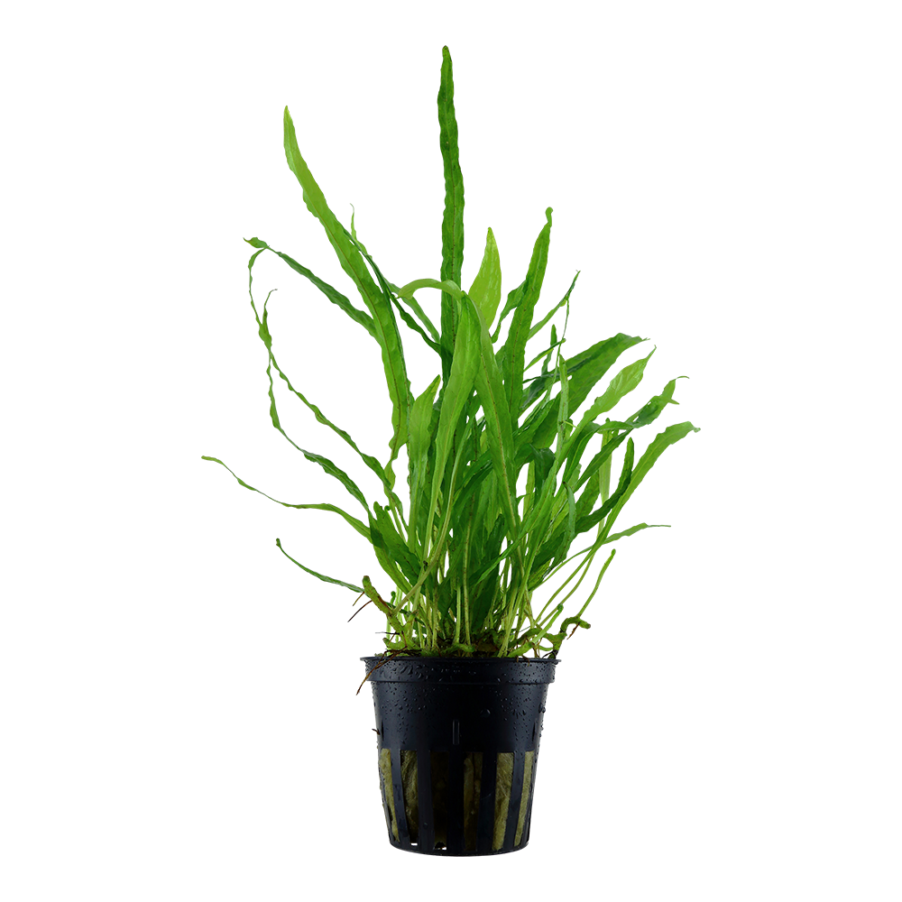 Microsorum pteropus 'Narrow' - Schmalblättriger Javafarn - Topf in Einzelverpackung Microsorum pteropus 'Narrow' - Schmalblättriger Javafarn - Topf in Einzelverpackung