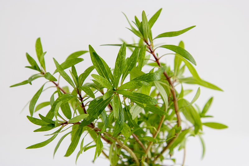 Ludwigia inclinata 'Cuba' - Kuba-Ludwigie - im Topf Ludwigia inclinata 'Cuba' - Kuba-Ludwigie - im Topf