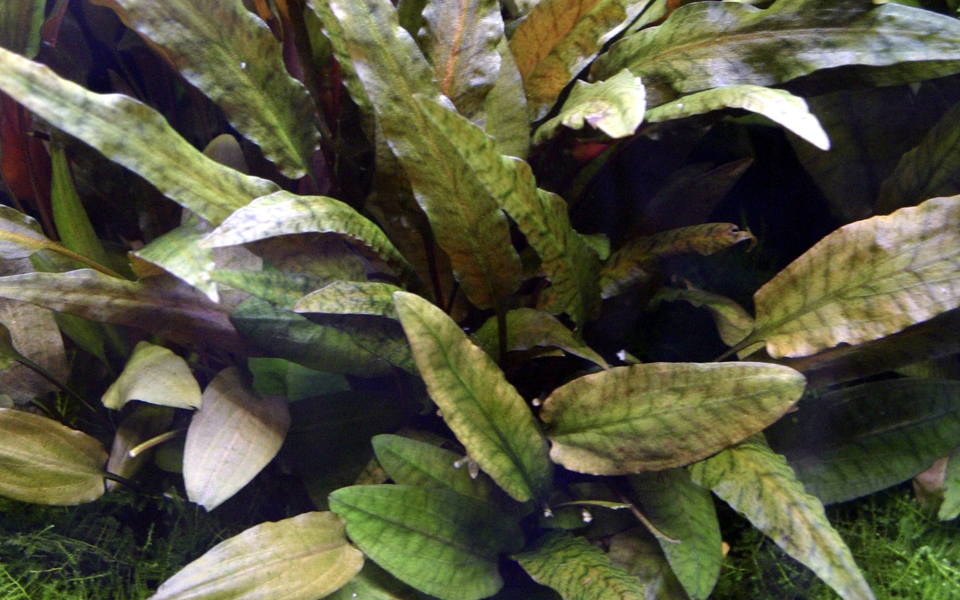 Cryptocoryne wendtii 'Tropica' - Tropica-Wasserkelch - im Topf Cryptocoryne wendtii 'Tropica' - Tropica-Wasserkelch - im Topf