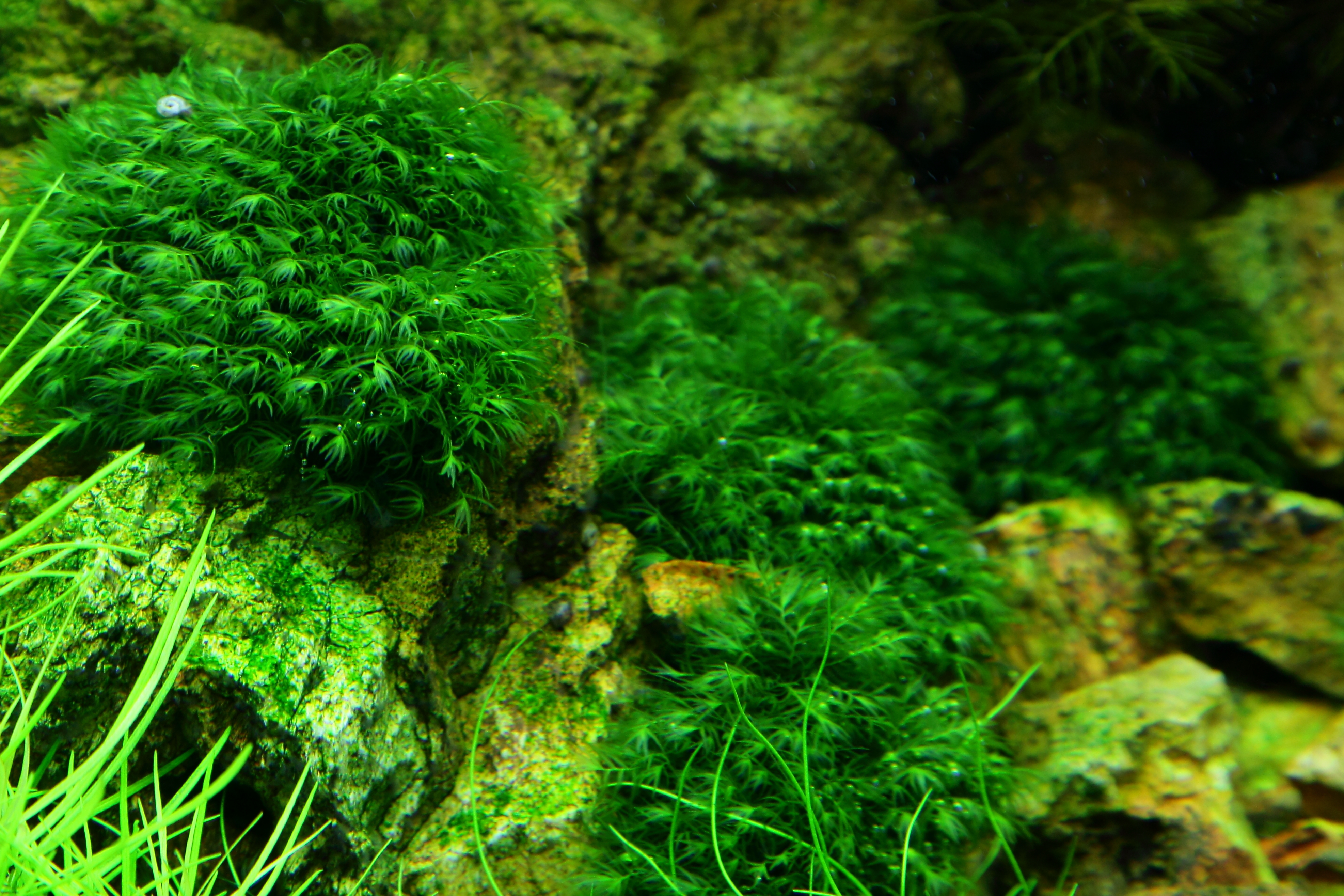 Fissidens fontanus - rare moos - Phoenix Moos - Rarität