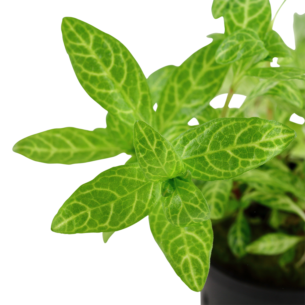 Tropica - Hygrophila polysperma 'Rosanervig' - Sunset-Wasserfreund - im Topf Tropica - Hygrophila polysperma 'Rosanervig' - Sunset-Wasserfreund - im Topf