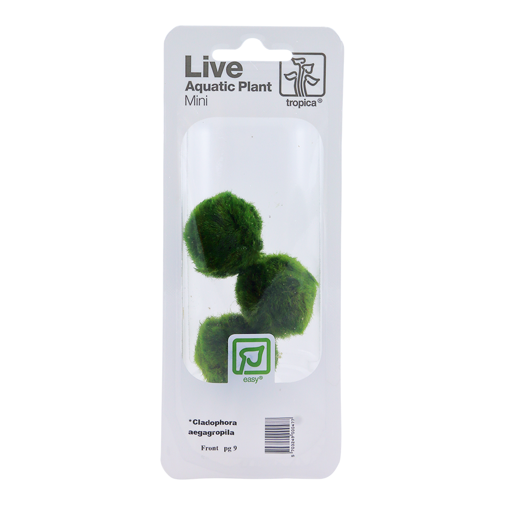 Aegagropila linnaei - 3 Mooskugeln im Blister - Marimo Aegagropila linnaei - 3 Mooskugeln im Blister - Marimo