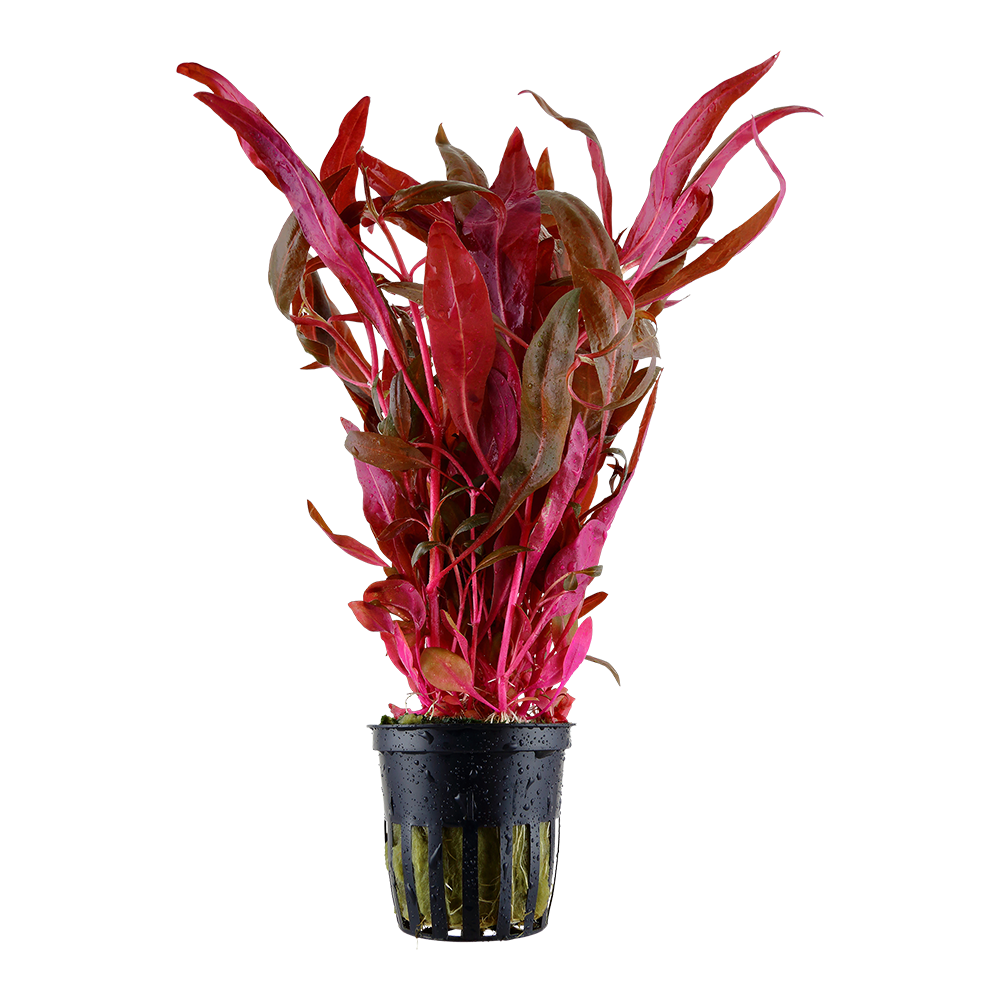 Tropica - Alternanthera reineckii 'Pink' - Lilafarbenes Papageienblatt - im Topf Tropica - Alternanthera reineckii 'Pink' - Lilafarbenes Papageienblatt - im Topf