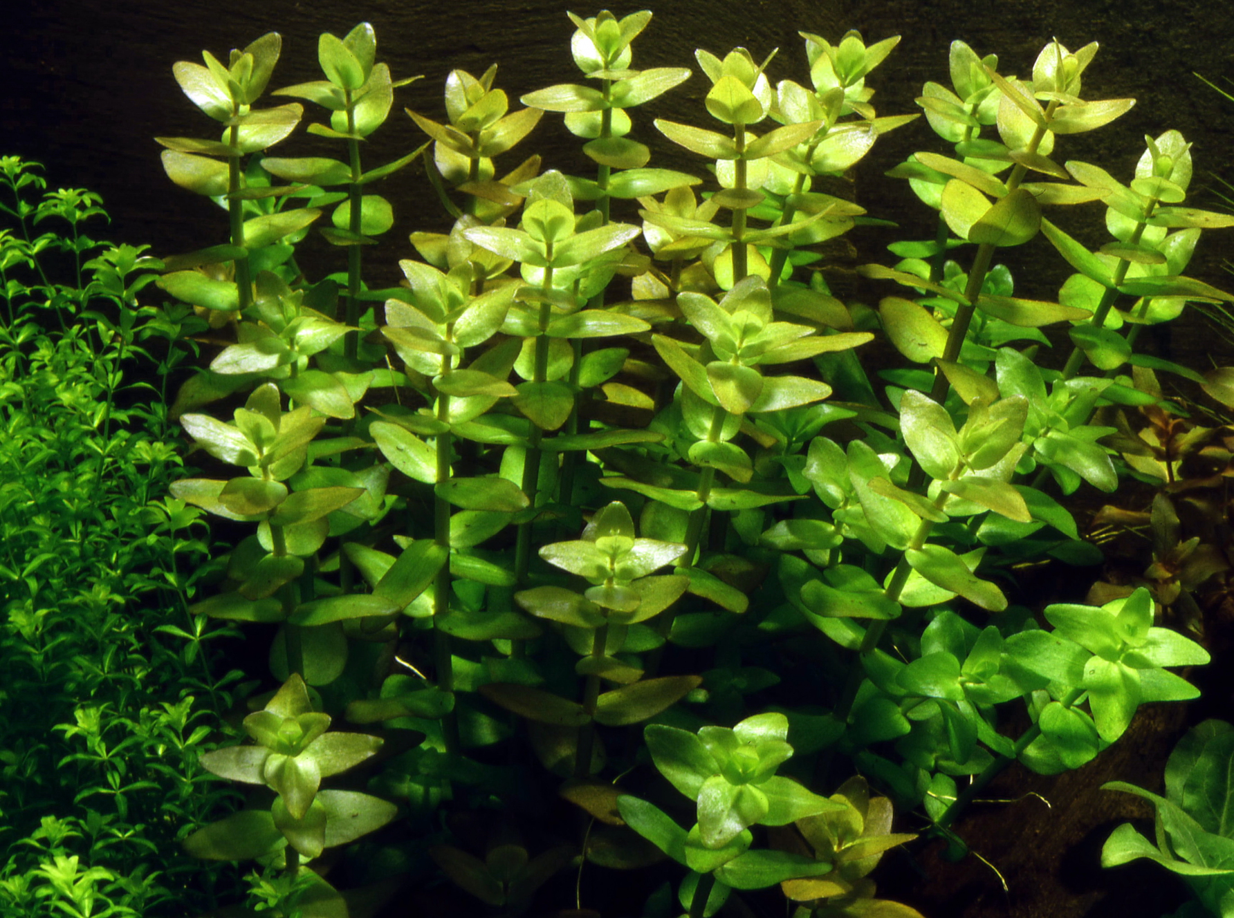 Bacopa caroliniana - Großes Fettblatt - in Vitro