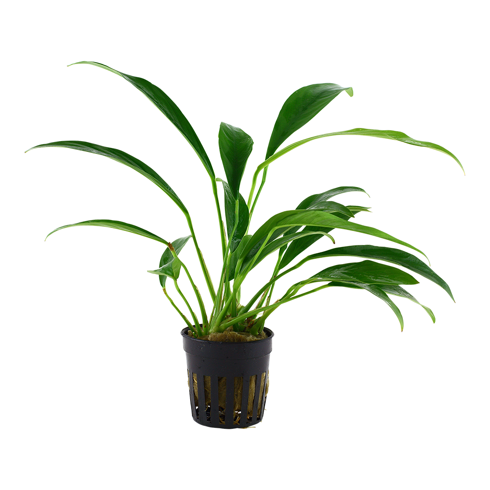 Anubias barteri var. angustifolia - Schmalblättriges Speerblatt - im Topf Anubias barteri var. angustifolia - Schmalblättriges Speerblatt - im Topf