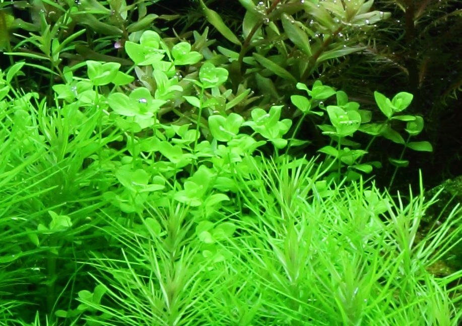 Micranthemum umbrosum - Rundblättriges Perlenkraut - im Topf Micranthemum umbrosum - Rundblättriges Perlenkraut - im Topf