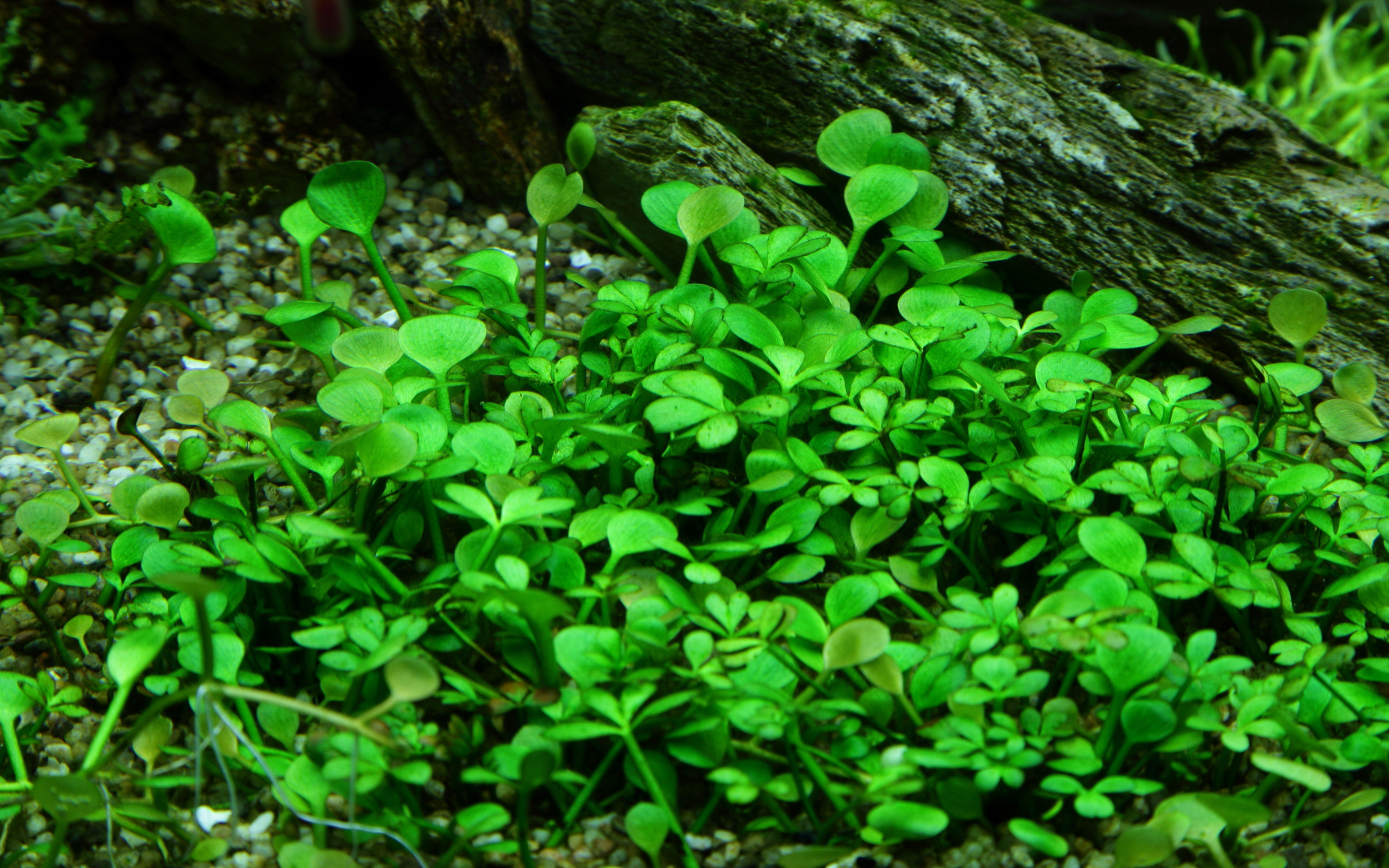 Marsilea hirsuta - Kleefarn - in Vitro