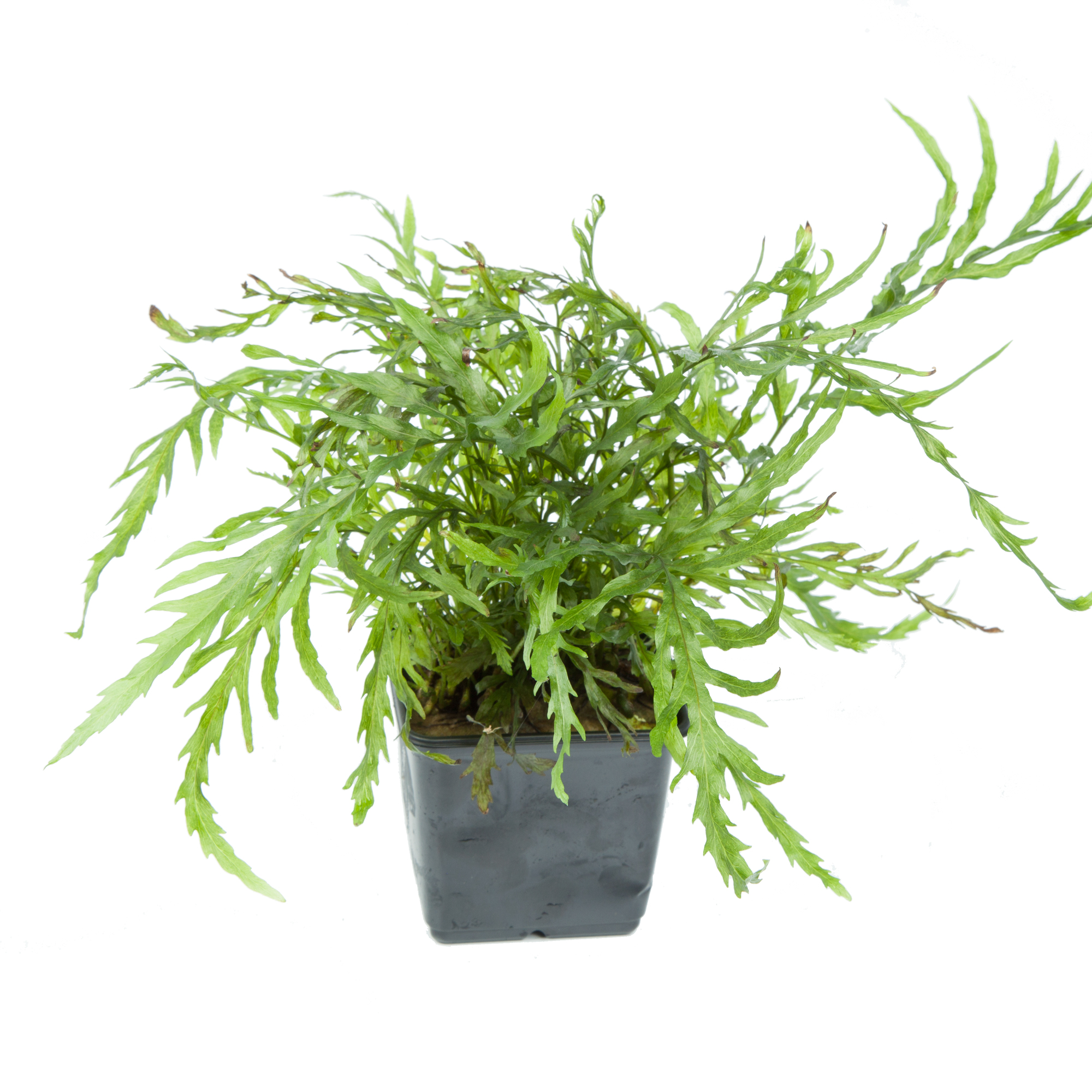 Bolbitis heudelotii - Kongofarn - im Topf XL Bolbitis heudelotii - Kongofarn - im Topf XL