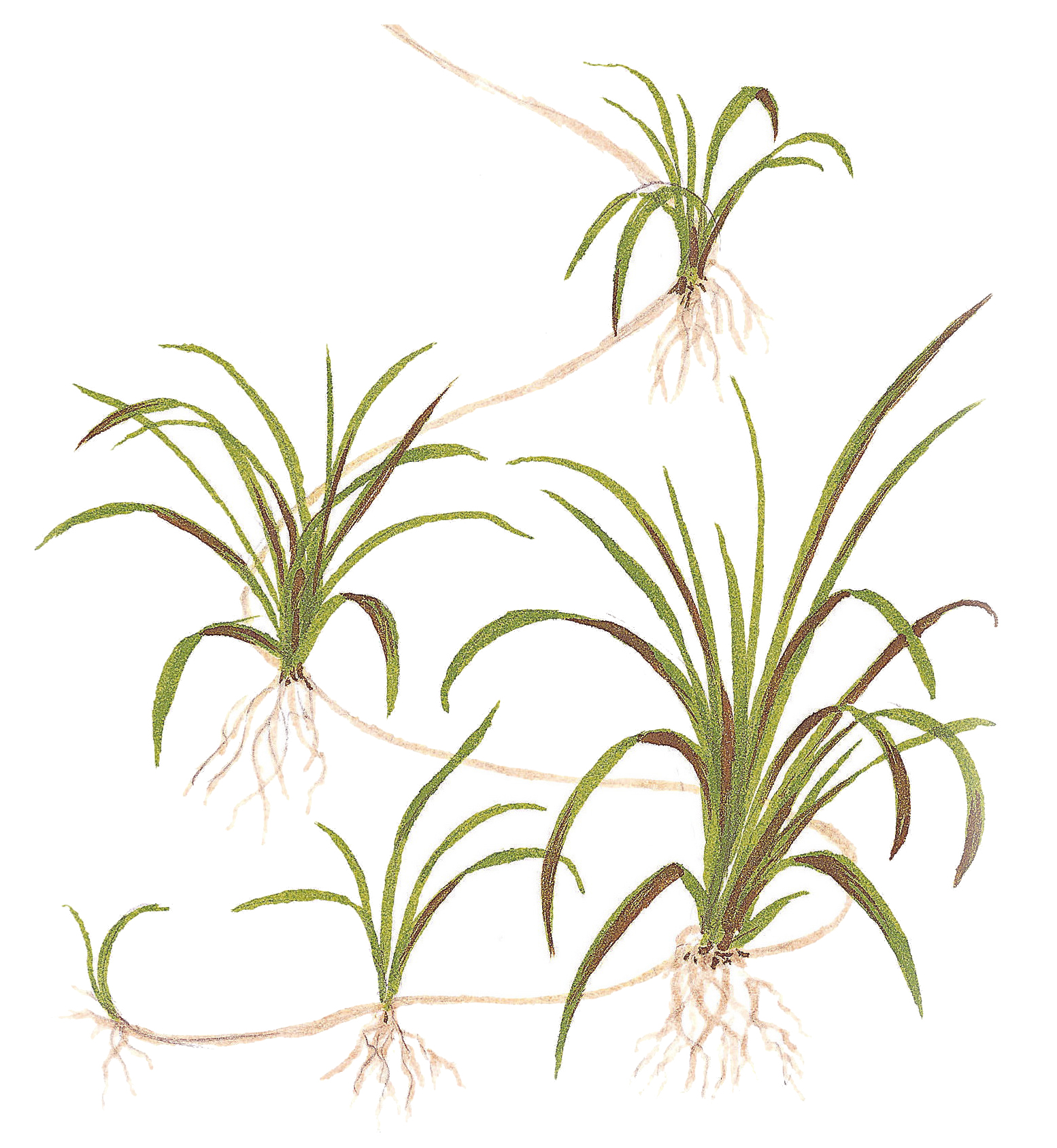 Helanthium tenellum 'Green' - Zwergschwertpflanze - in Vitro Helanthium tenellum 'Green' - Zwergschwertpflanze - in Vitro