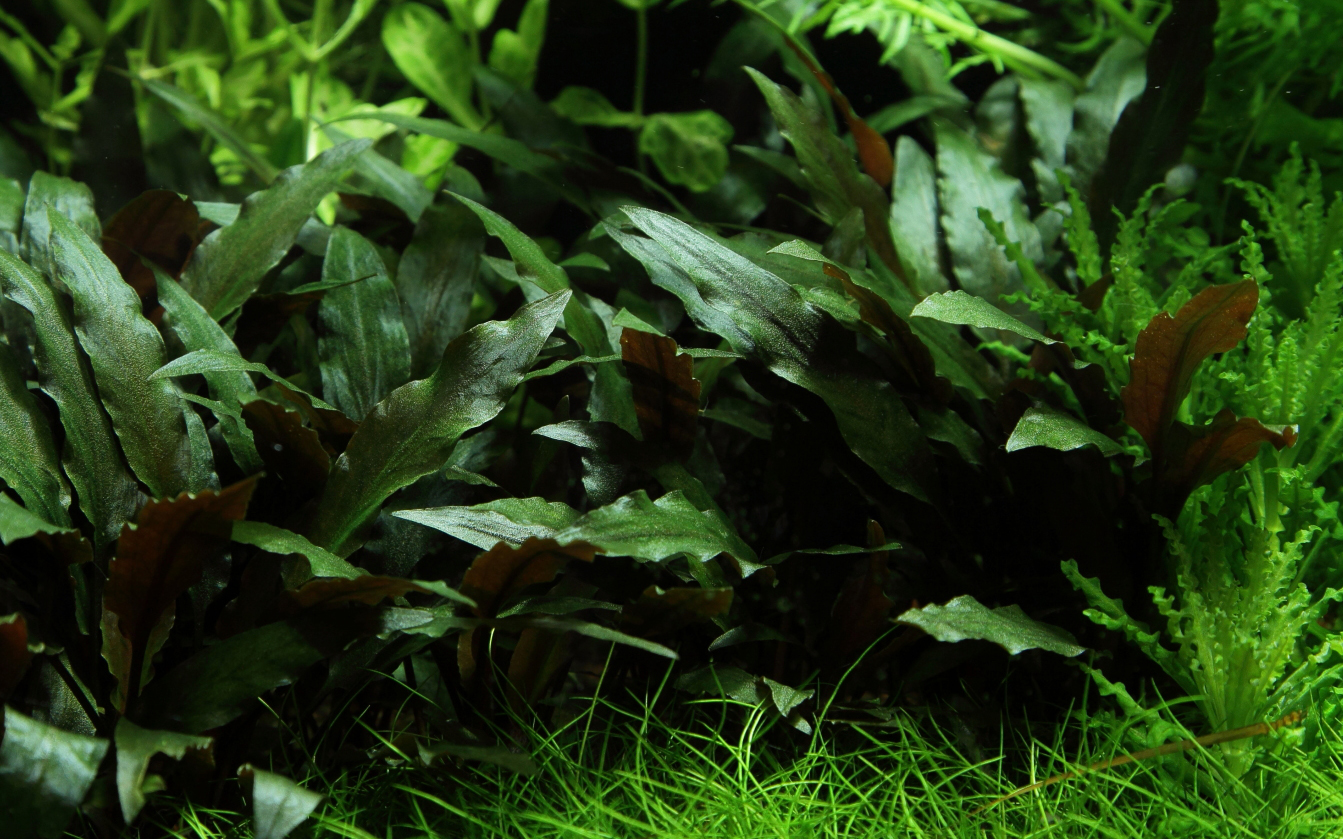 Cryptocoryne beckettii 'Petchii' - Wendts Wasserkelch grün - im Topf