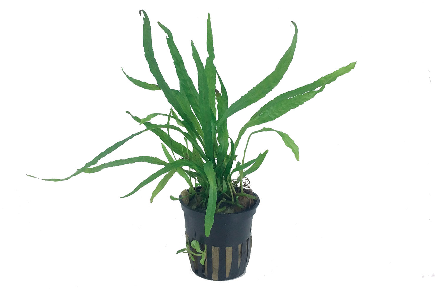 Microsorum pteropus 'Narrow' - Schmalblättriger Javafarn - Topf in Einzelverpackung Microsorum pteropus 'Narrow' - Schmalblättriger Javafarn - Topf in Einzelverpackung