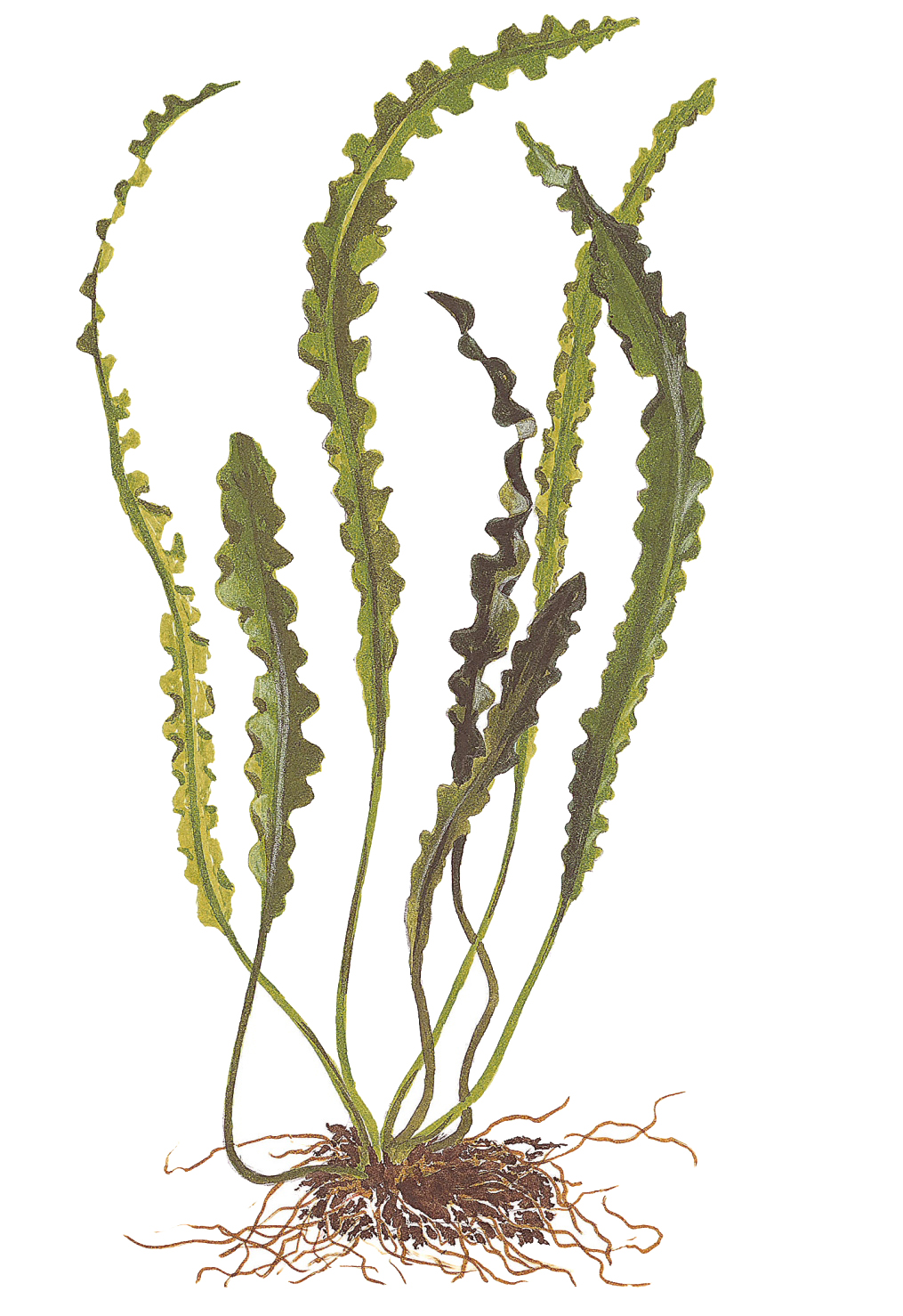 Tropica Aponogeton longiplumulosus - Gewelltblättrige Madagaskar-Wasserähre - Knolle