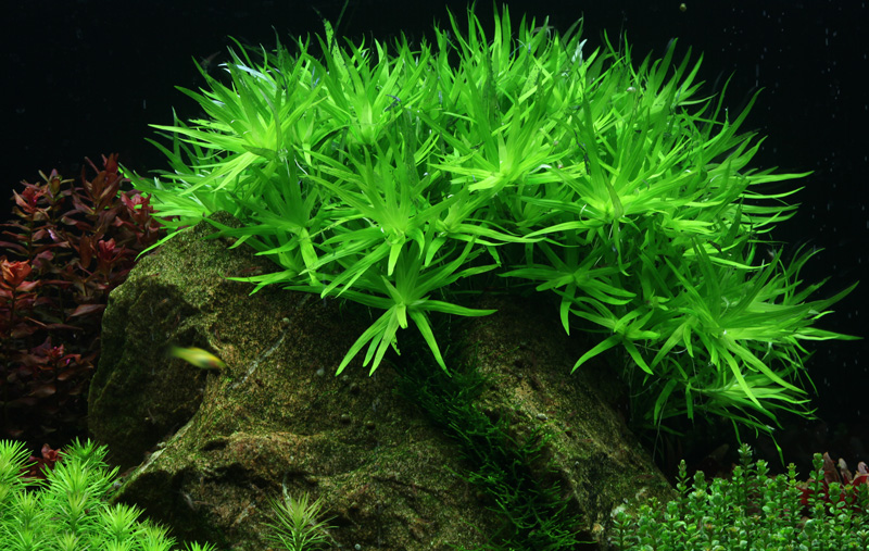 Tropica - Heteranthera zosterifolia - Seegrasblättriges Trugkölbchen - in Vitro Tropica - Heteranthera zosterifolia - Seegrasblättriges Trugkölbchen - in Vitro