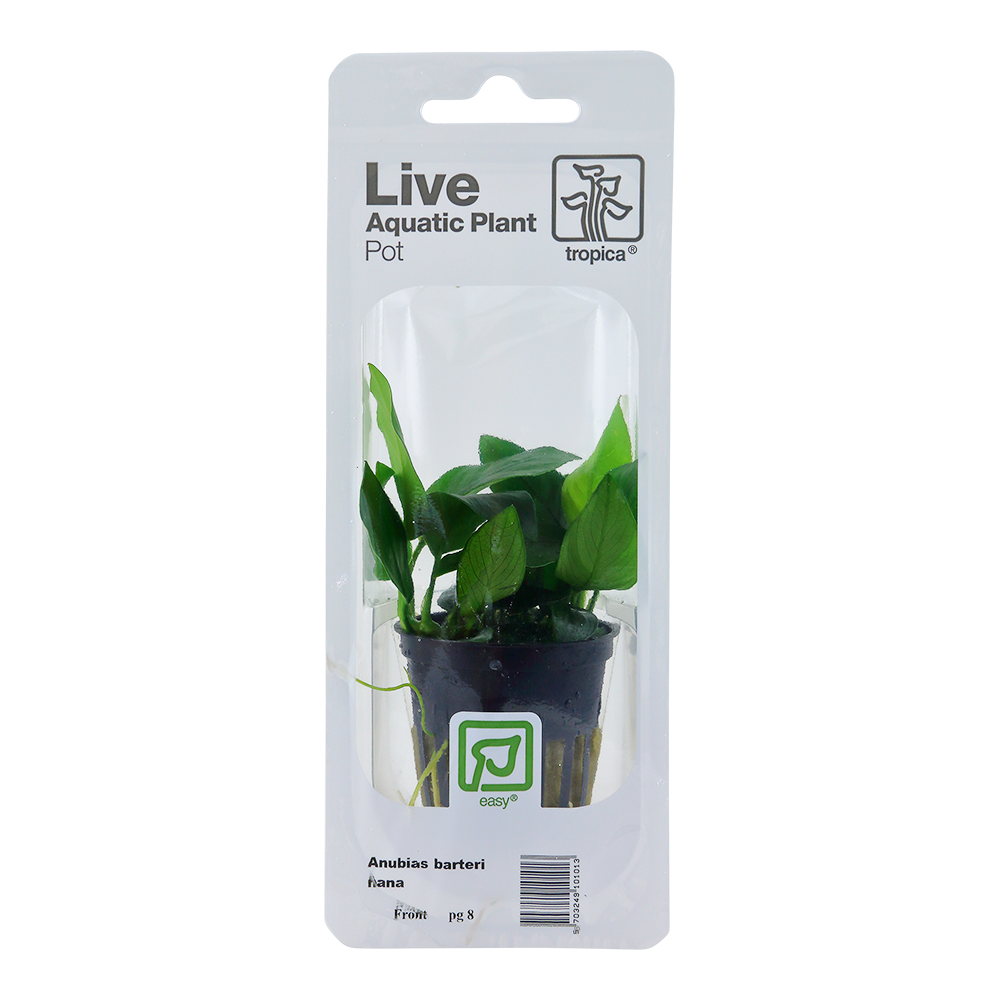 Anubias barteri var. nana - Topf in Einzelverpackung Anubias barteri var. nana - Topf in Einzelverpackung