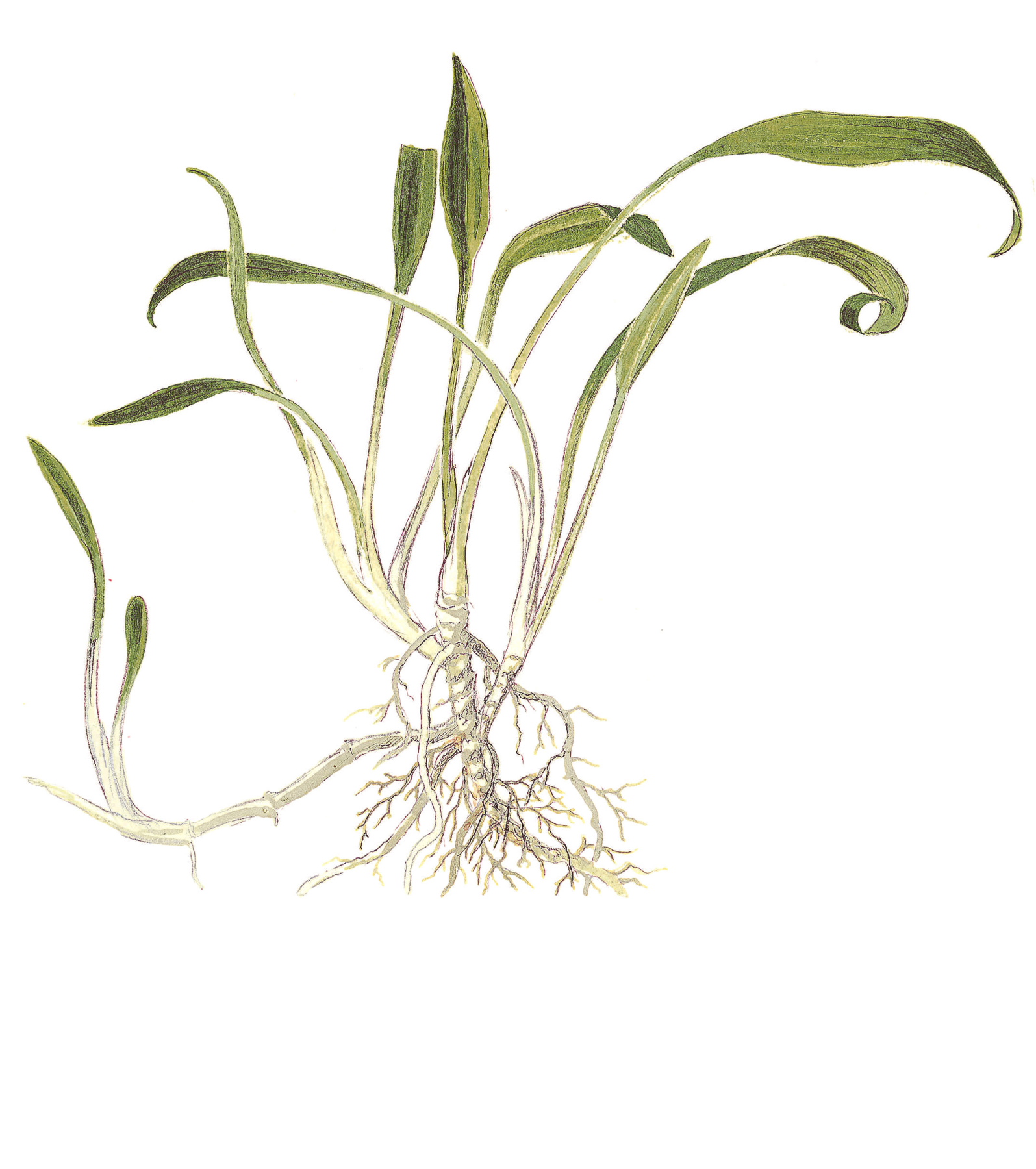 Cryptocoryne parva - kleiner Wasserkelch - in Vitro