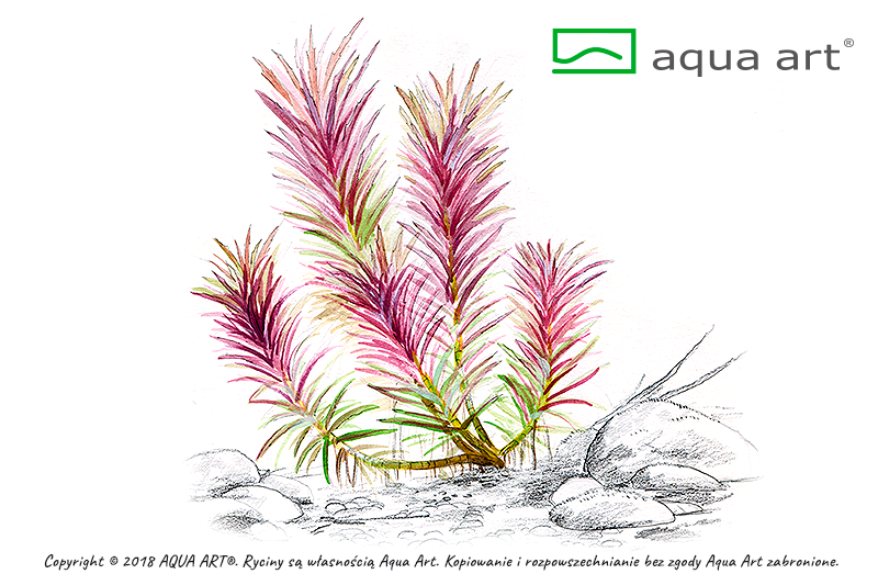 Aqua Art - Limnophila hippuridoides - Tannenwedelähnlicher Sumpffreund - in Vitro